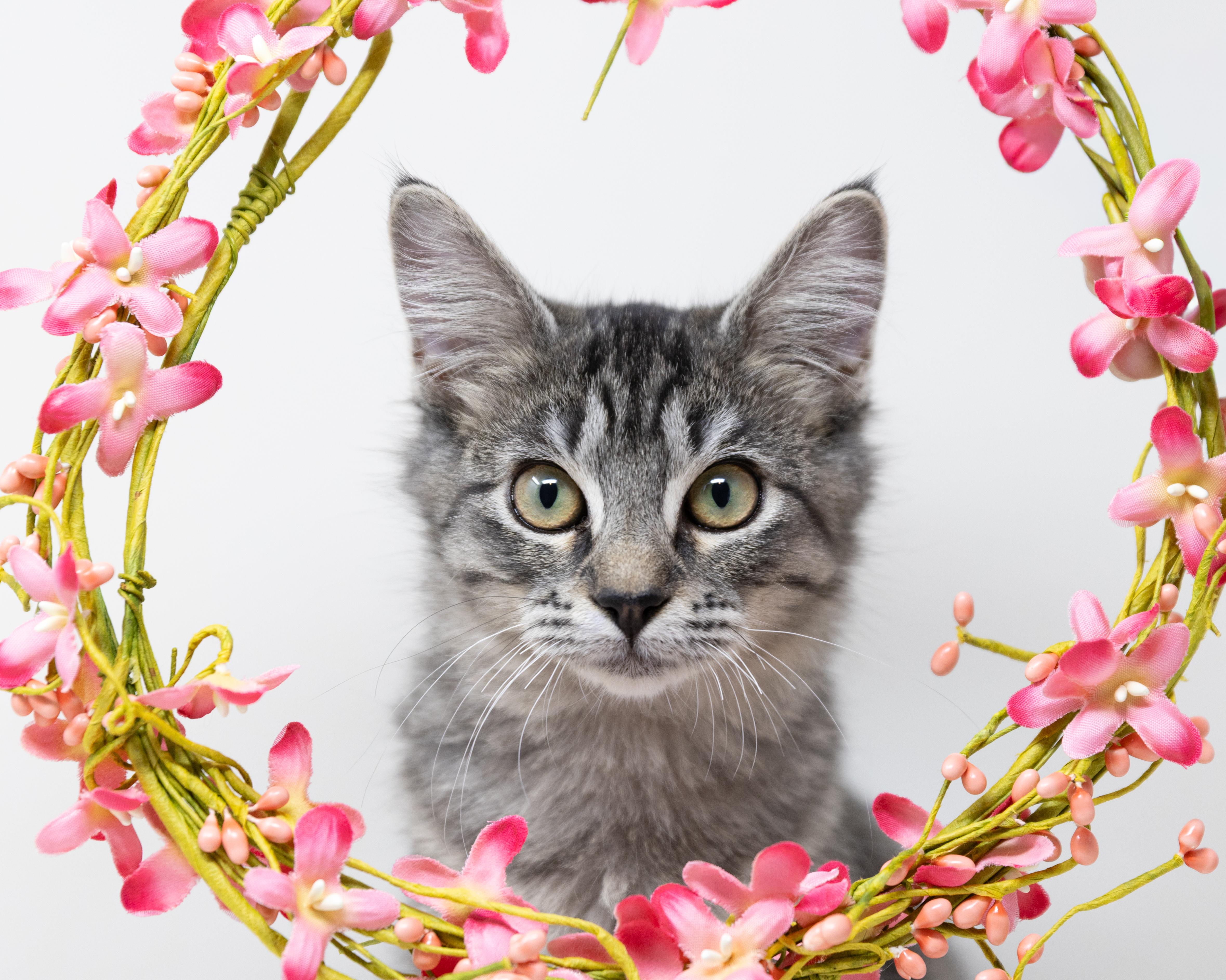 Enlarge Janet, a ADOPTABLE mixed breed in Trophy Club, TX image 2/6