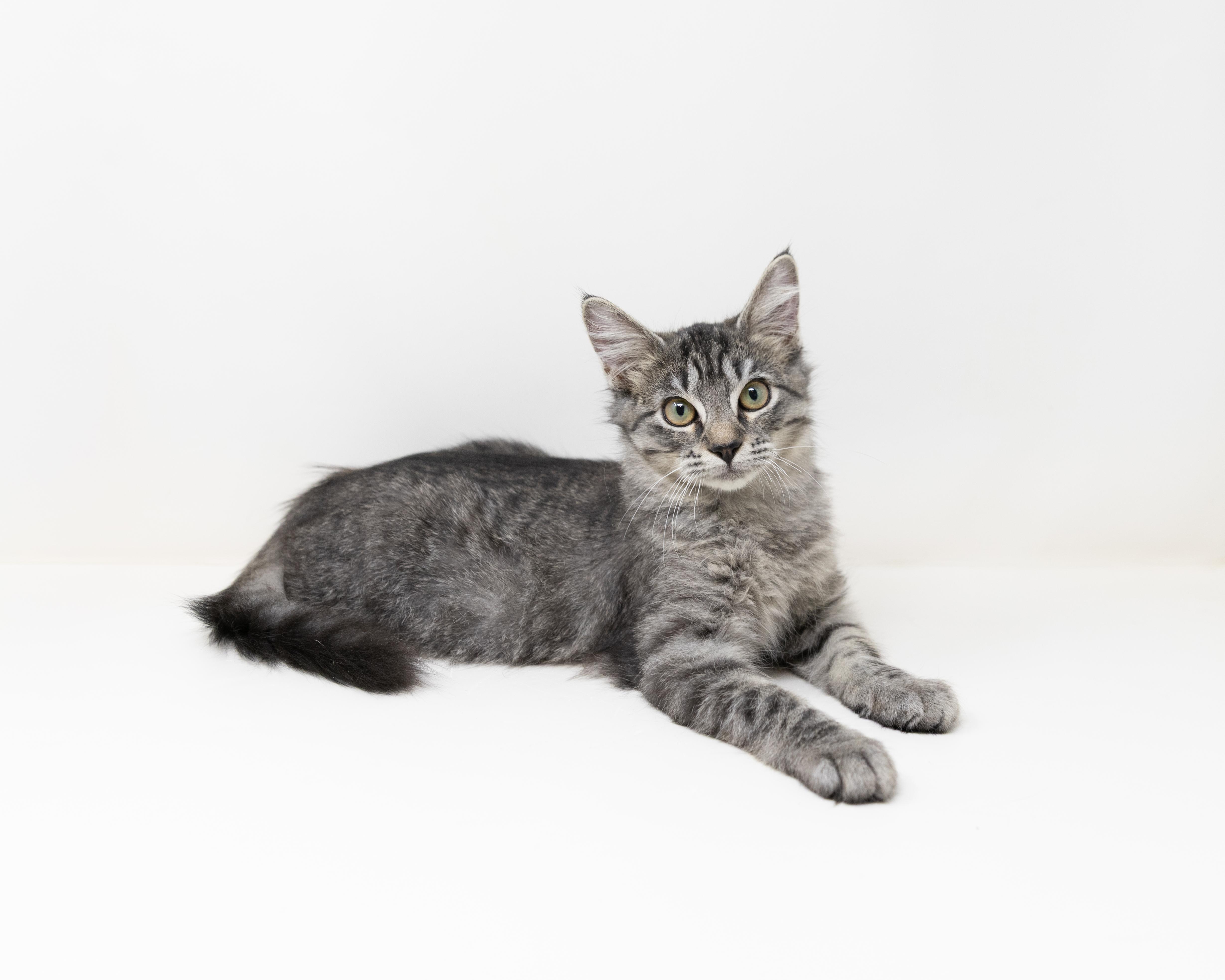 Janet, ADOPTABLE, Kitten Female Maine Coon & Tabby.