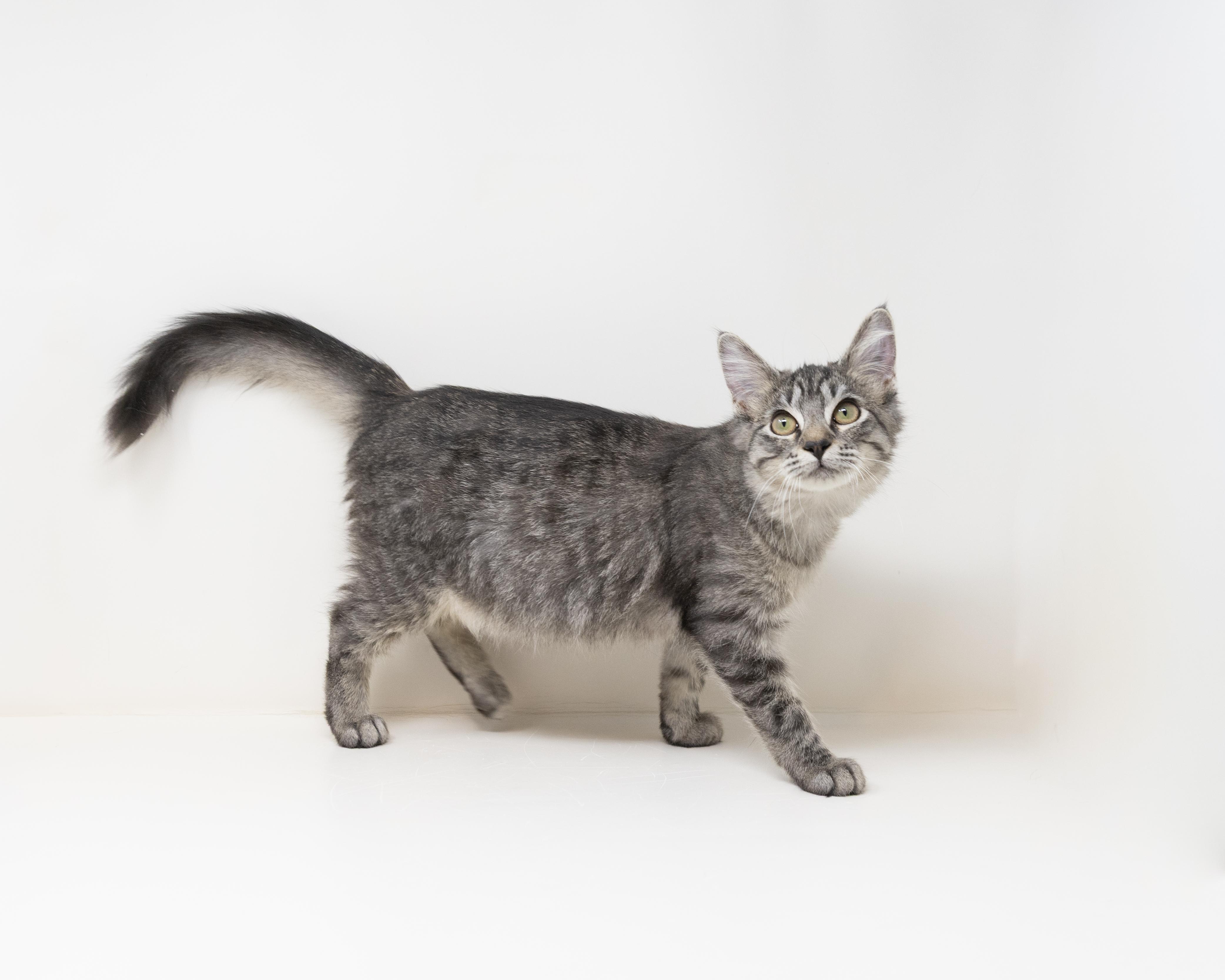 Enlarge Janet, a ADOPTABLE mixed breed in Trophy Club, TX image 3/6