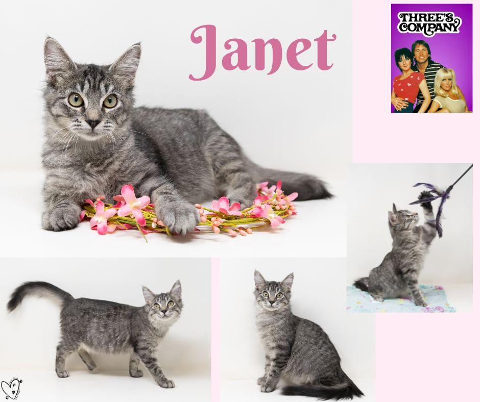 Enlarge Janet, a ADOPTABLE mixed breed in Trophy Club, TX image 4/6