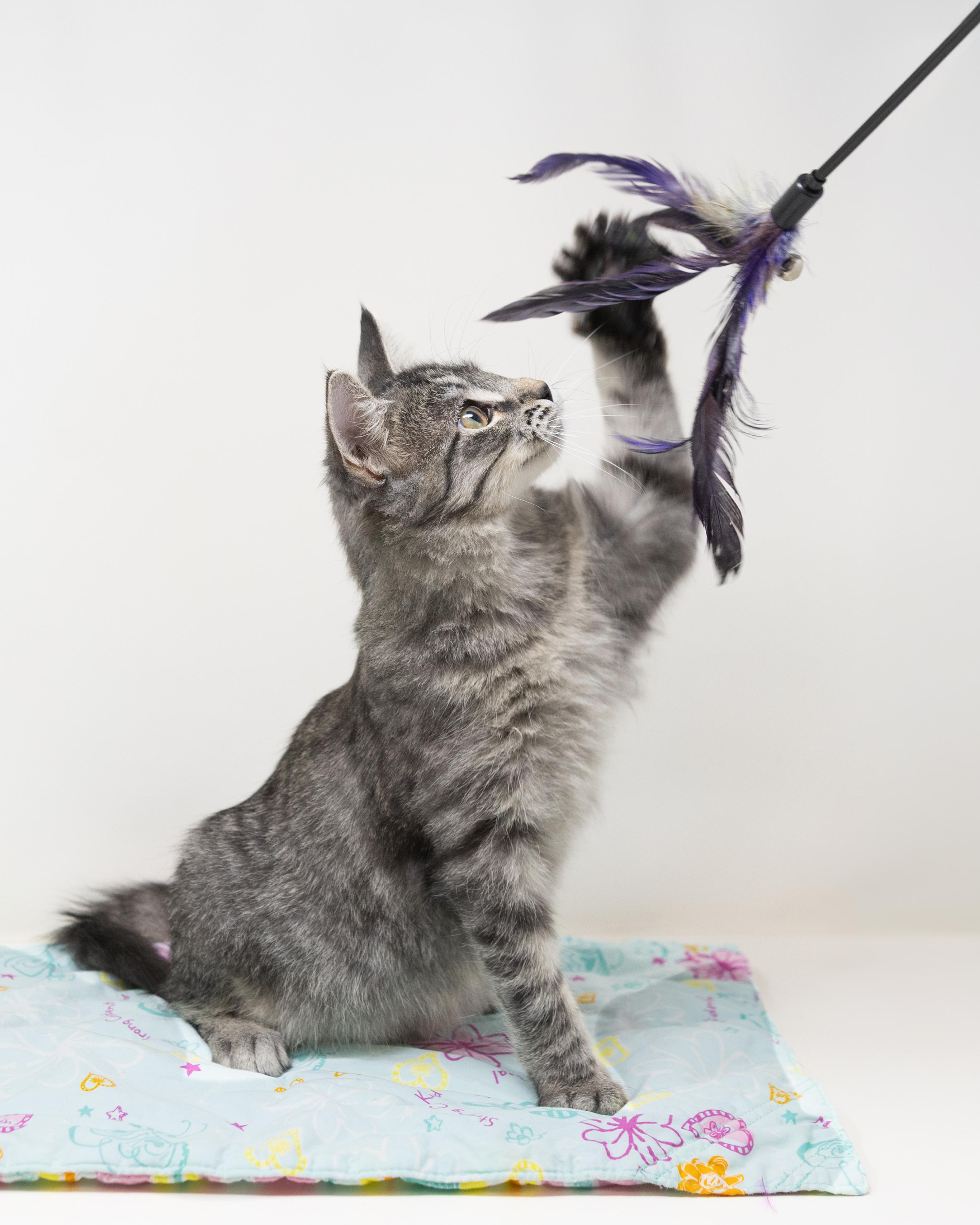 Enlarge Janet, a ADOPTABLE mixed breed in Trophy Club, TX image 6/6