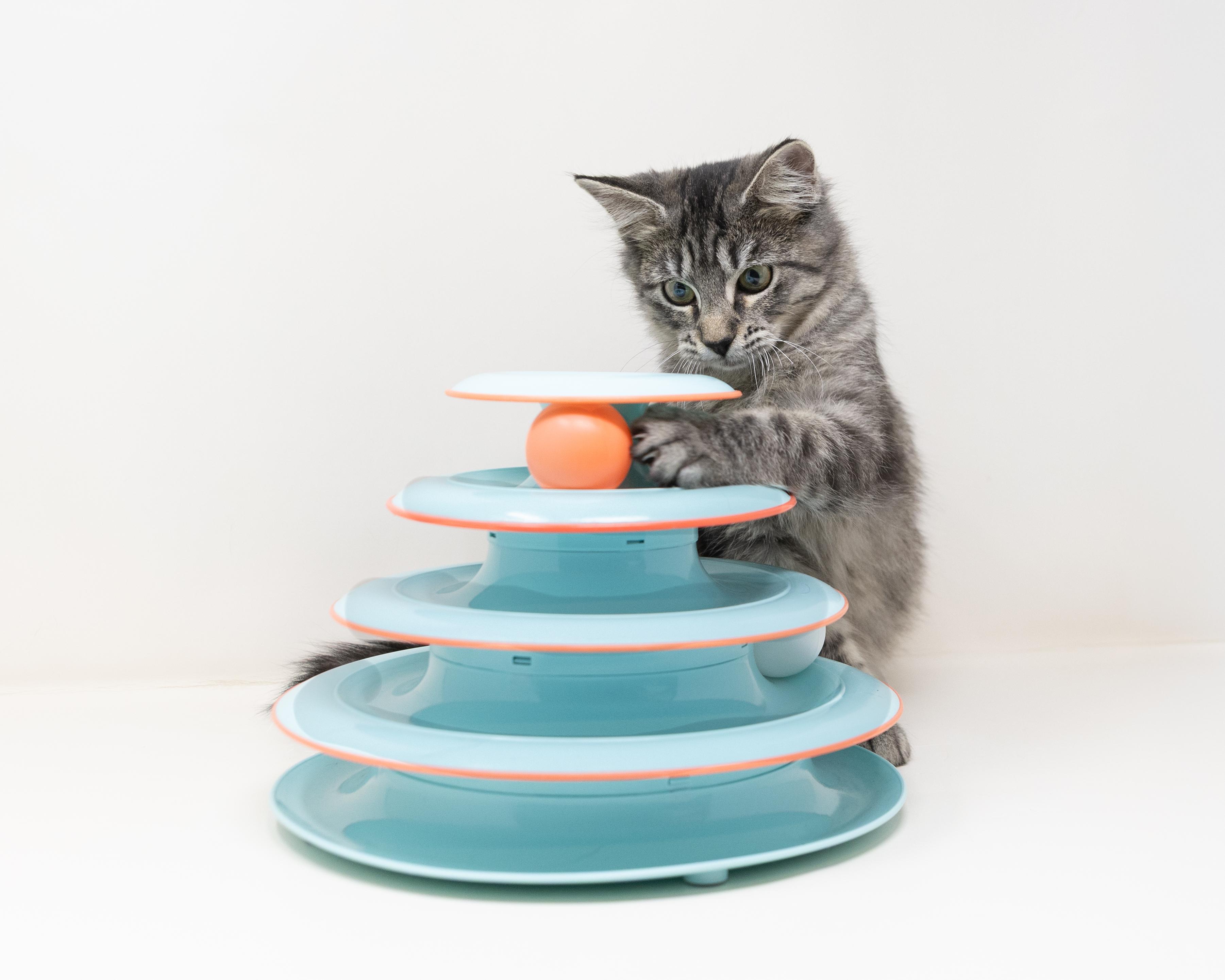 Enlarge Janet, a ADOPTABLE mixed breed in Trophy Club, TX image 5/6