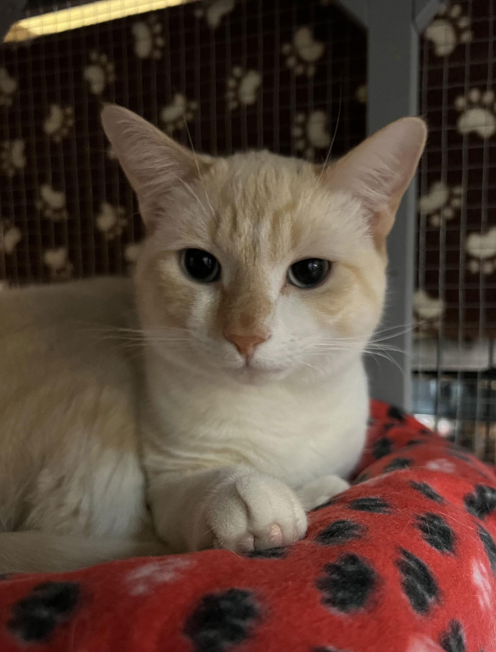 Simon, Adoptable, Young Male Domestic Short Hair.