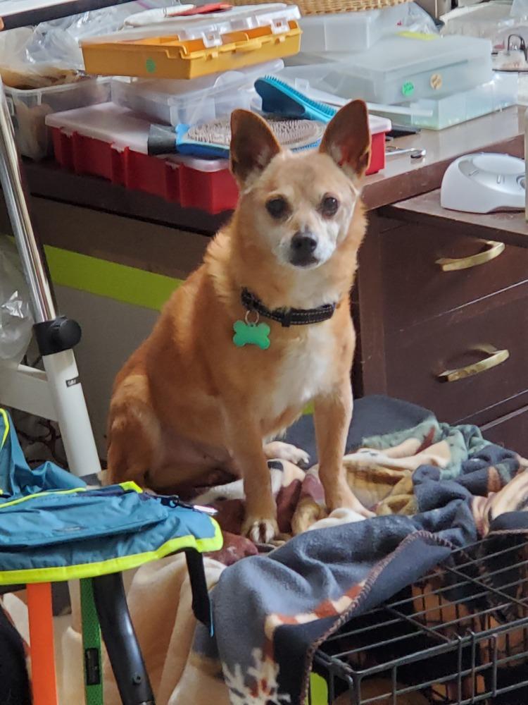 Enlarge Jerry, a Adoptable mixed breed in Gig Harbor, WA image 1/3