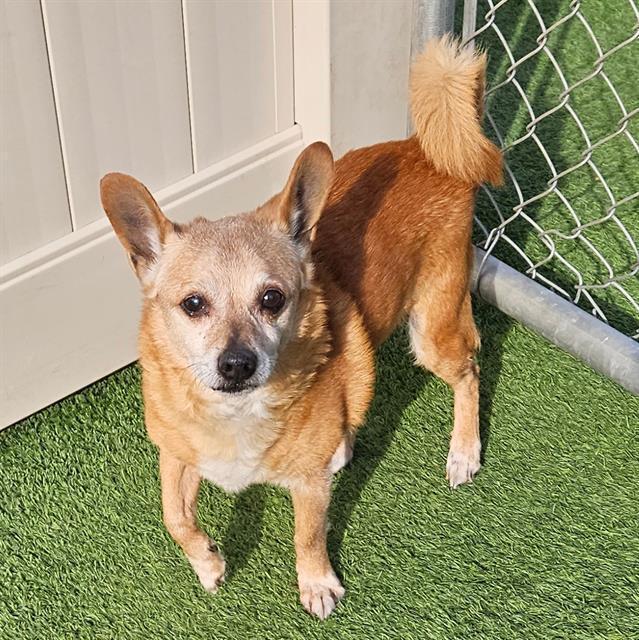 Enlarge Jerry, a Adoptable mixed breed in Gig Harbor, WA image 2/3