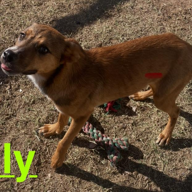 Enlarge Lilly, a Adoptable Cattle Dog in Midland, TX image 1/2
