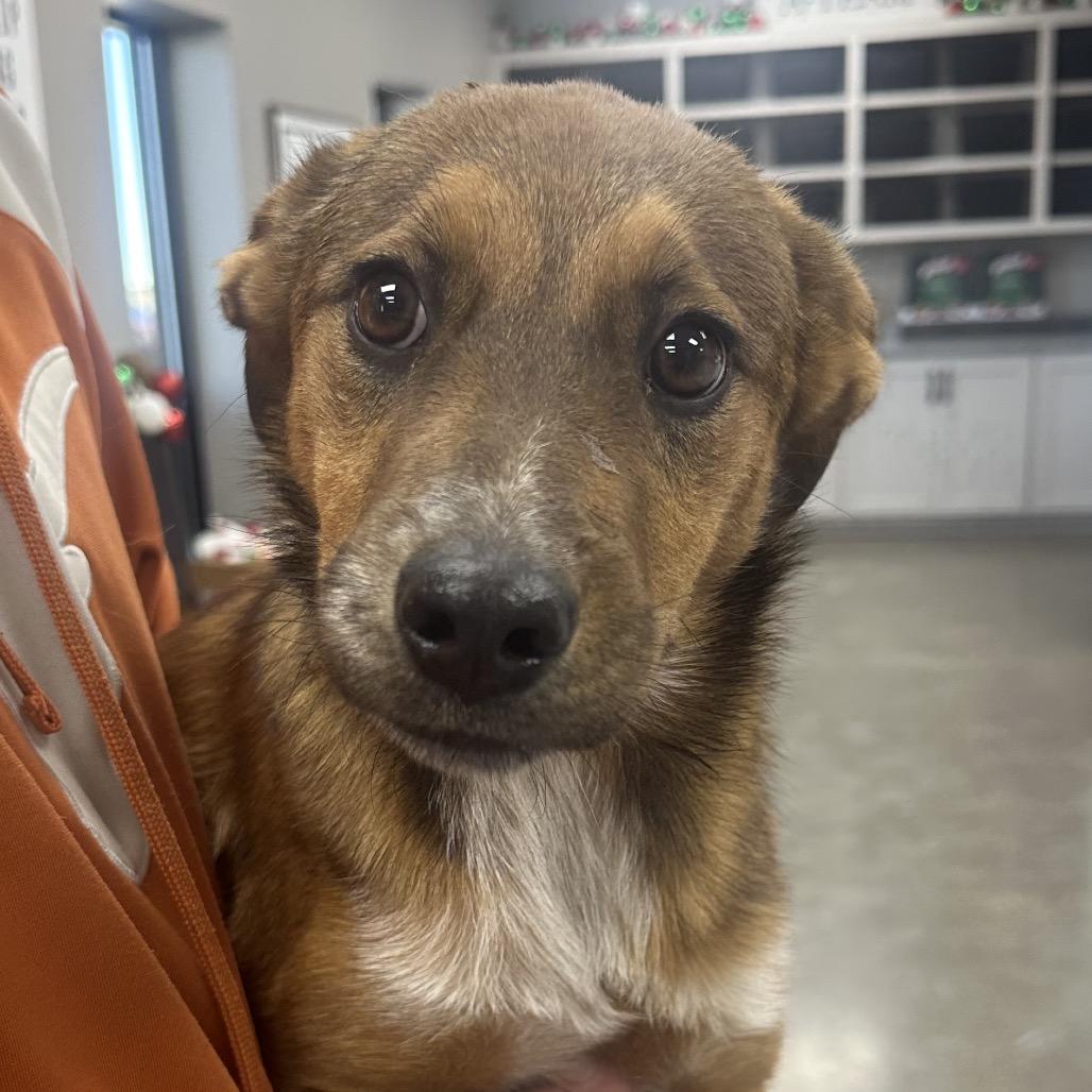 Lilly, Adoptable, Young Female Cattle Dog.