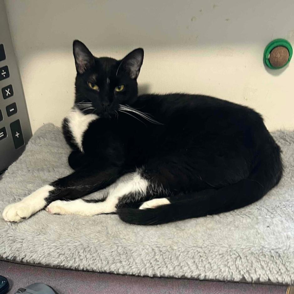 Enlarge Panda, a Adoptable Domestic Medium Hair in Blackfoot, ID image 1/1