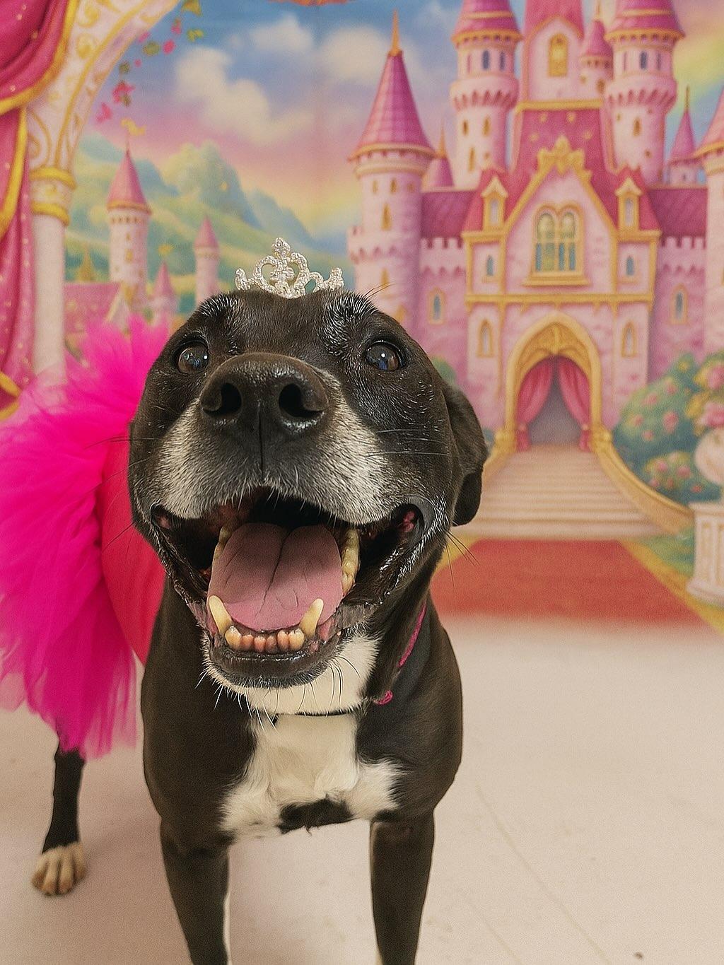 Gracie, Adoptable, Adult Female Boxer.