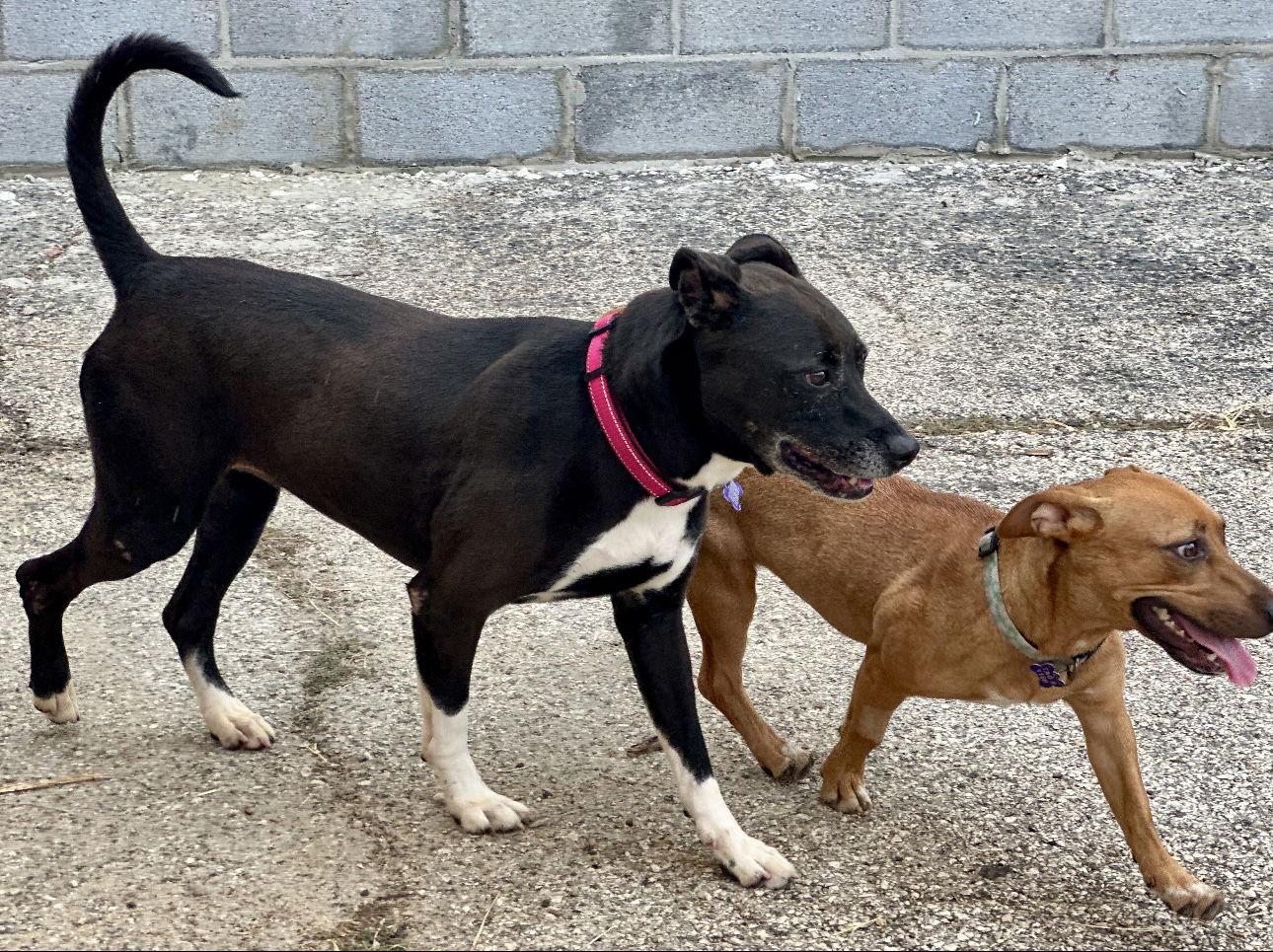 Gracie, a Adoptable Boxer in Houston, TX image 2/3