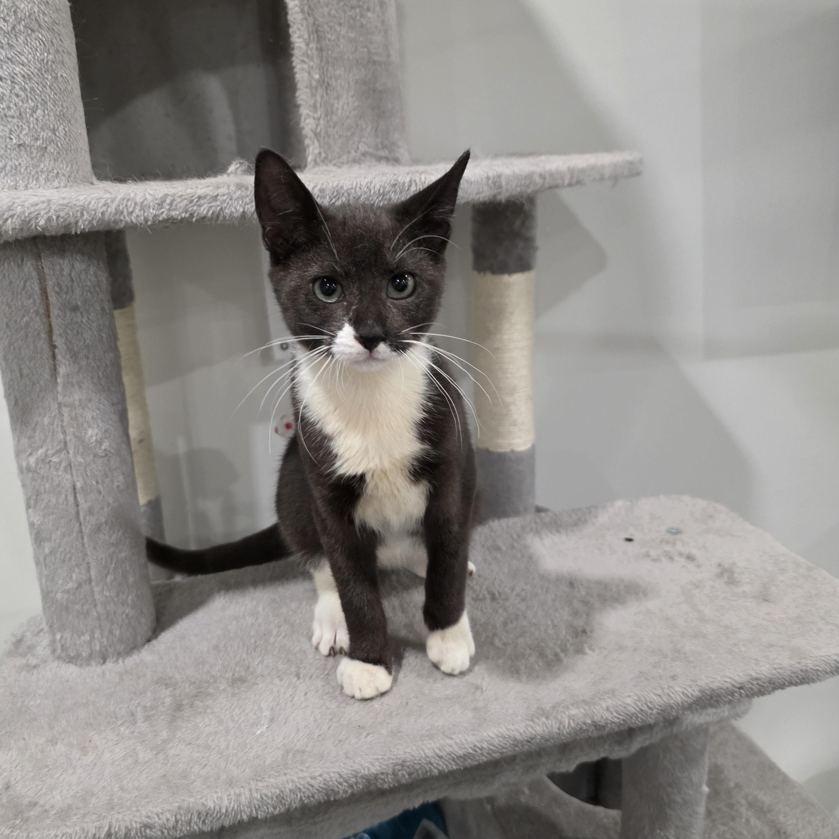 Briony, a Adoptable mixed breed in Moriches, NY image 3/6