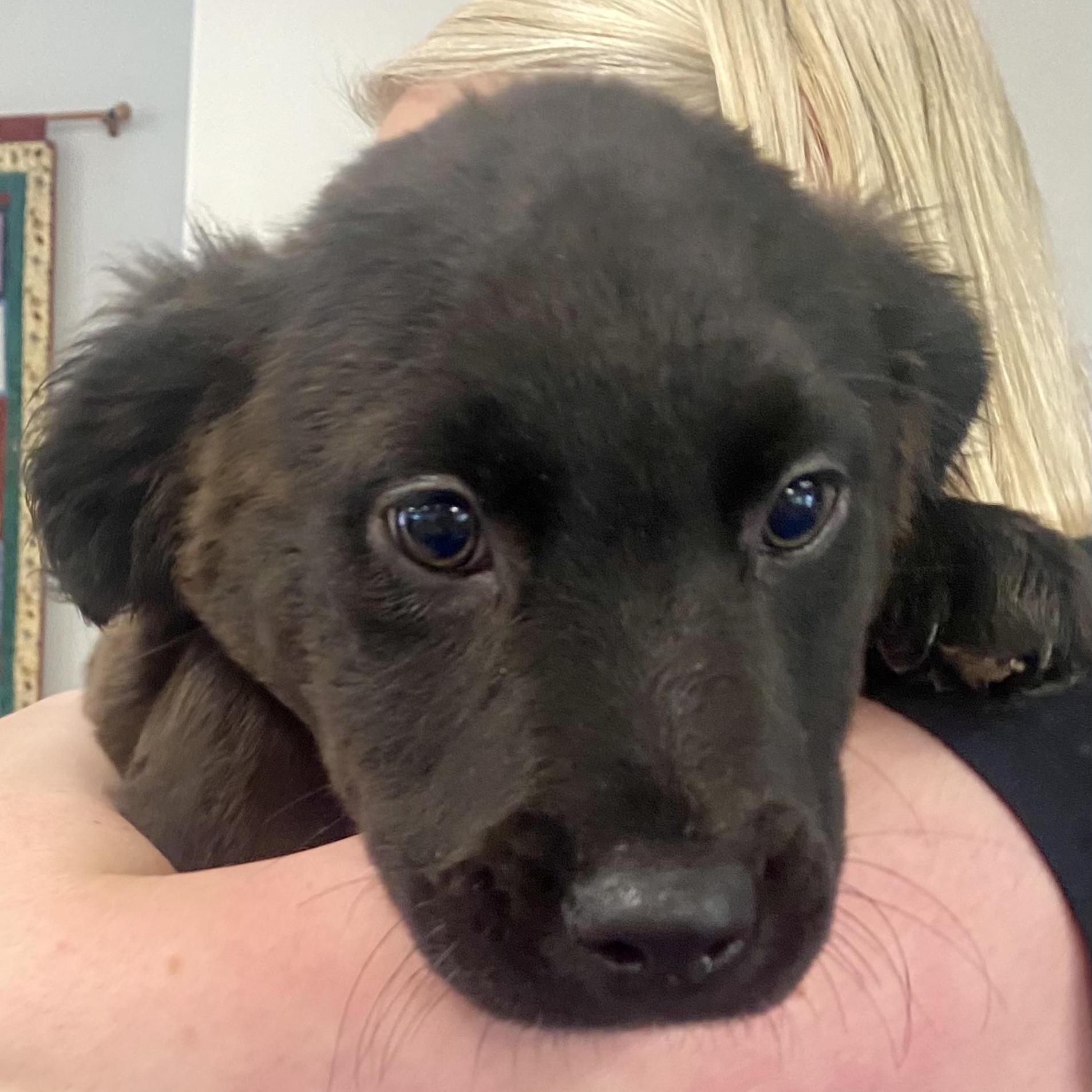 Rescue Puppies!, an adoptable Labrador Retriever, Border Collie in Pocatello, ID, 83201 | Photo Image 2