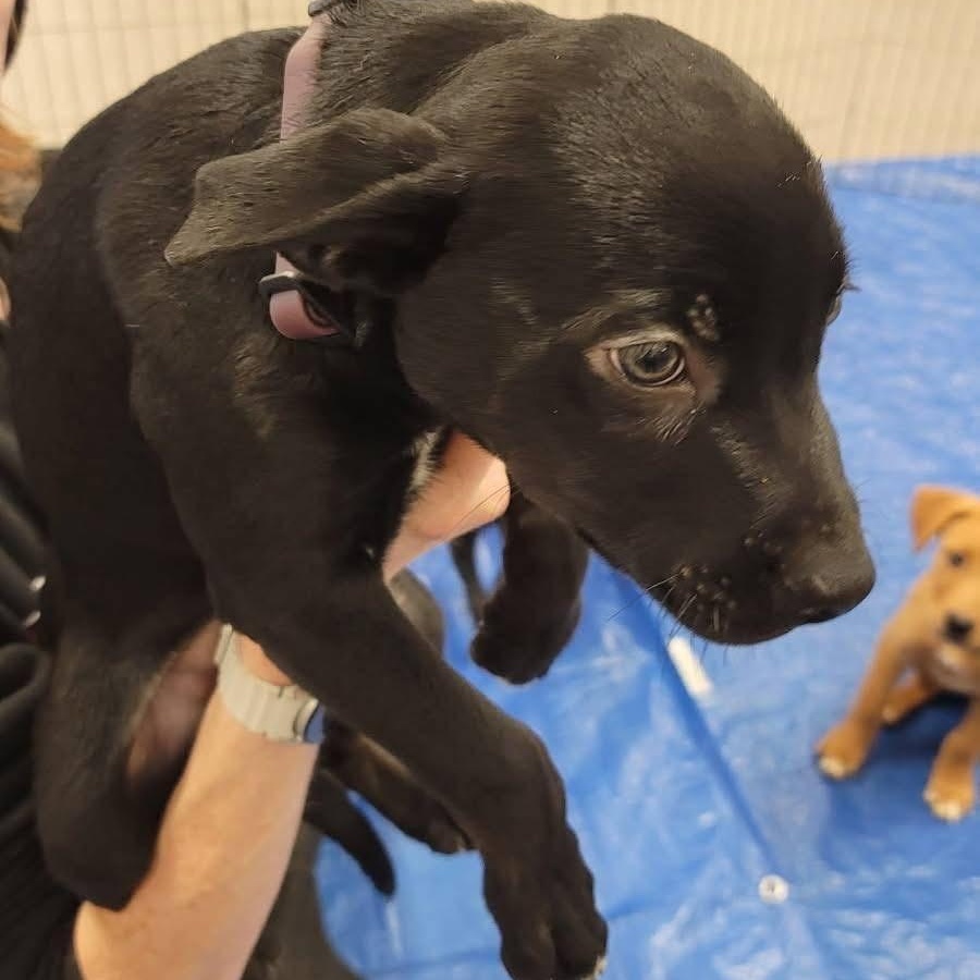 Rescue Puppies!, an adoptable Labrador Retriever, Border Collie in Pocatello, ID, 83201 | Photo Image 2
