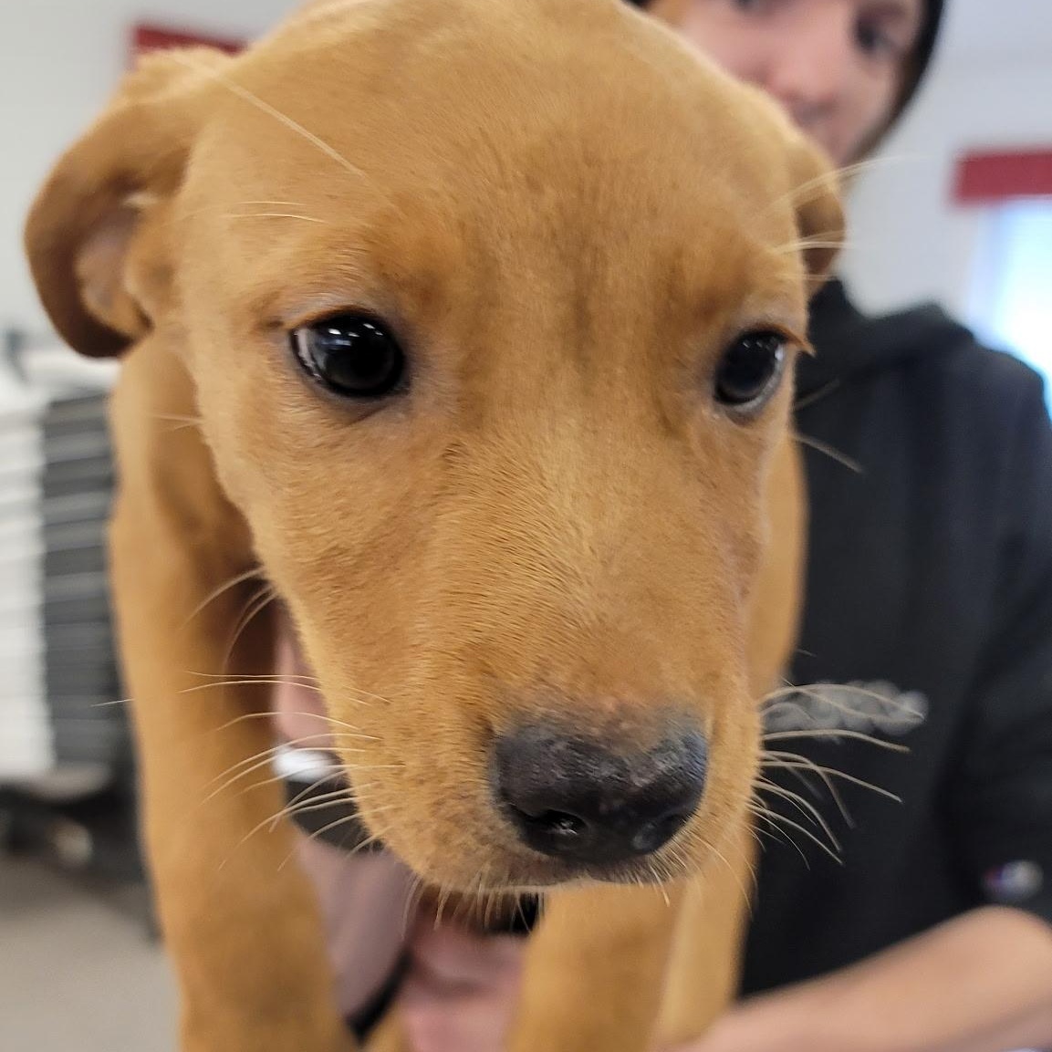 Rescue Puppies!, an adoptable Labrador Retriever, Border Collie in Pocatello, ID, 83201 | Photo Image 5