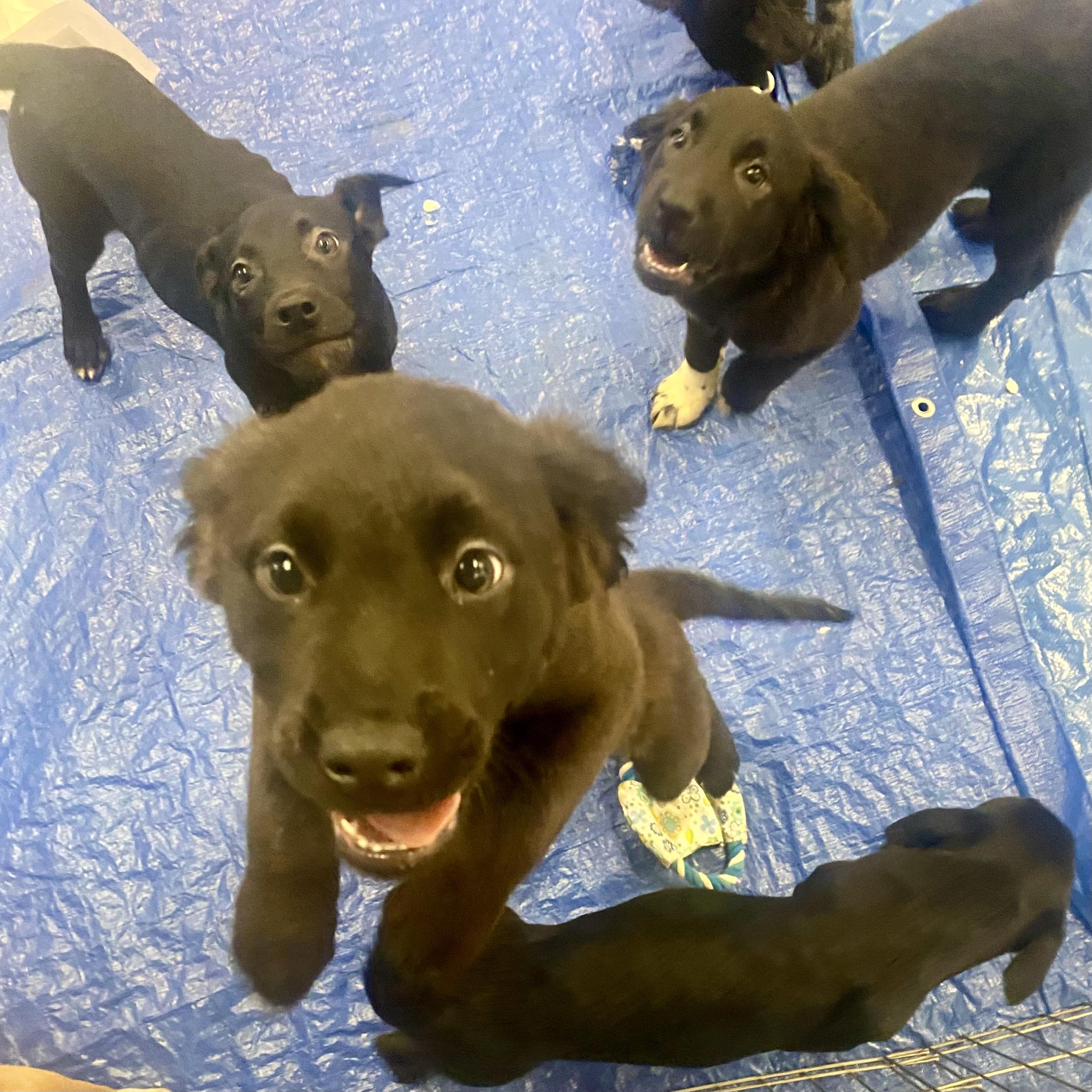 Rescue Puppies!