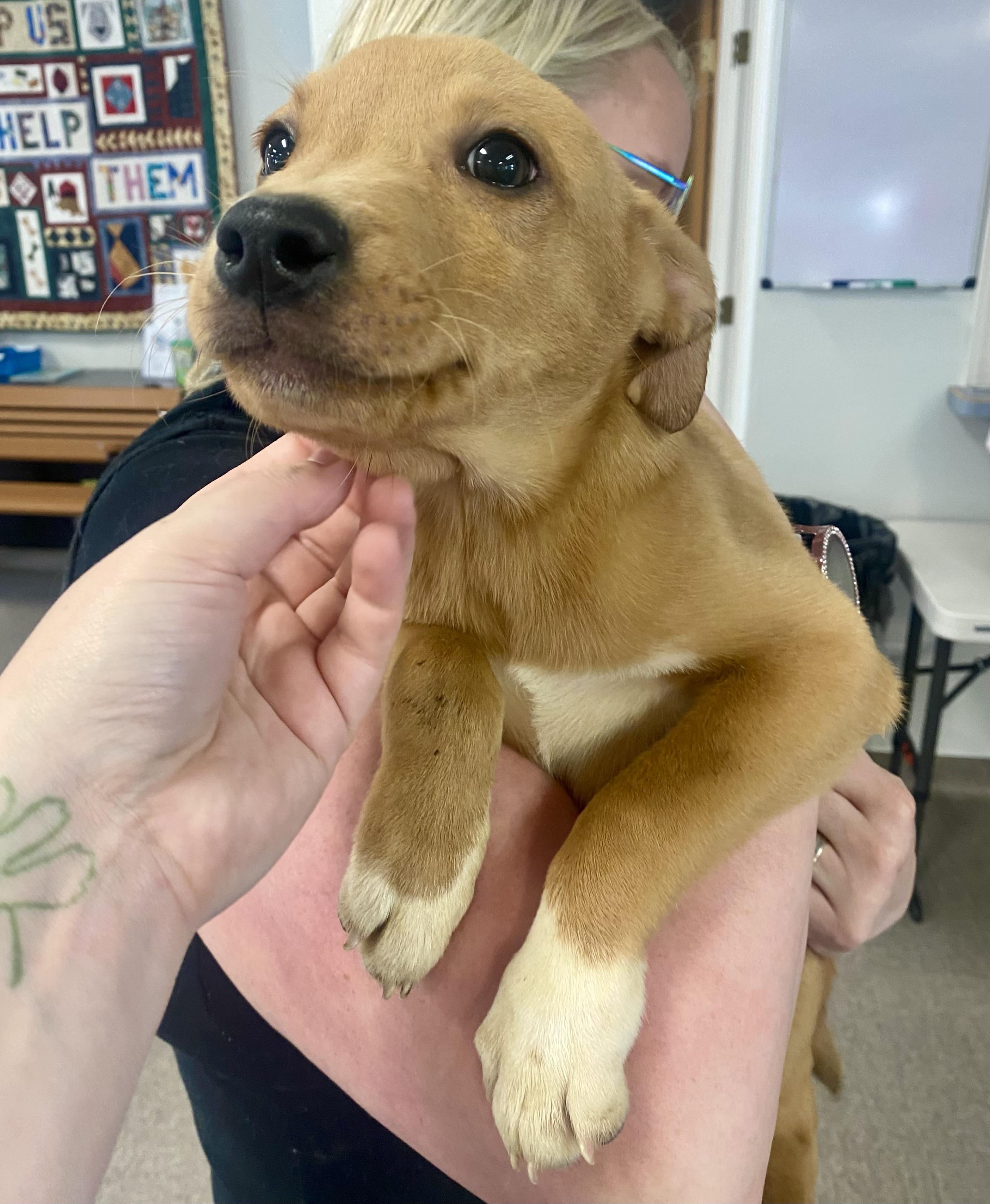 Rescue Puppies!, an adoptable Labrador Retriever, Border Collie in Pocatello, ID, 83201 | Photo Image 3