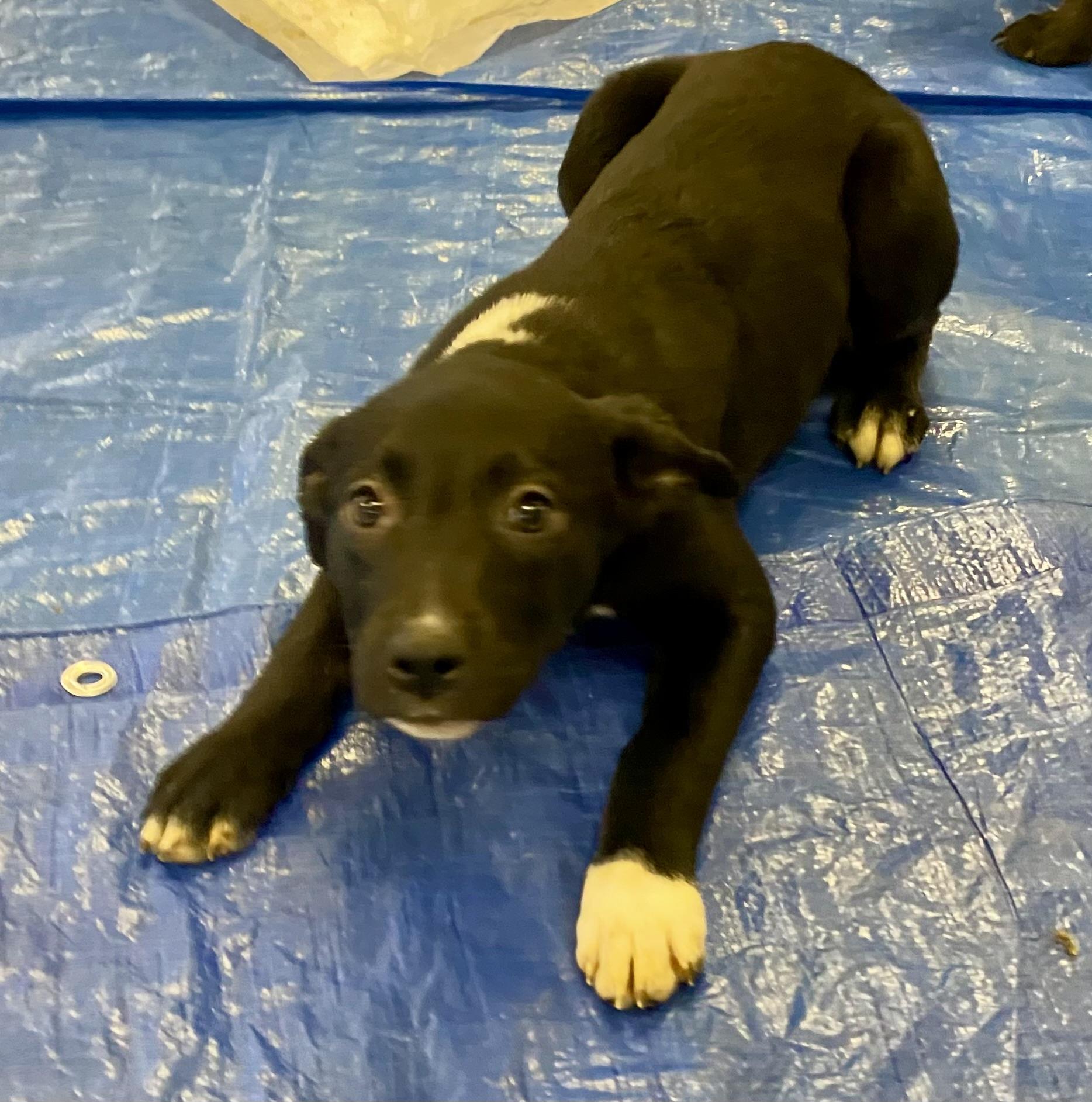 Rescue Puppies!, an adoptable Labrador Retriever, Border Collie in Pocatello, ID, 83201 | Photo Image 4