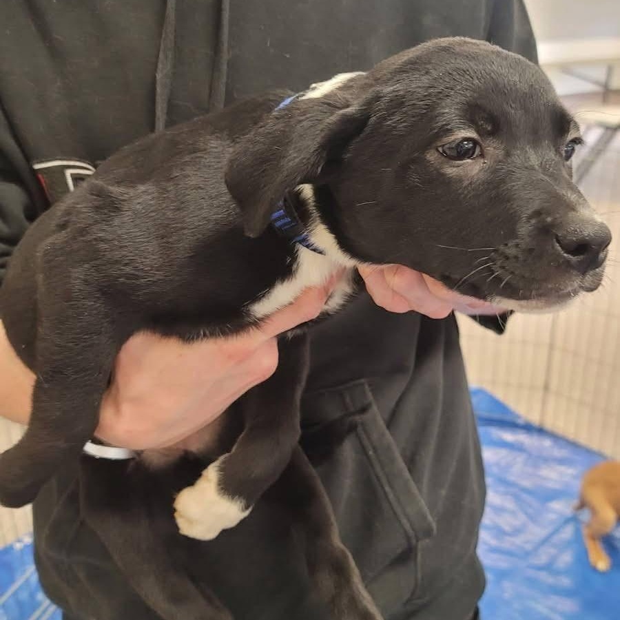Rescue Puppies!, an adoptable Labrador Retriever, Border Collie in Pocatello, ID, 83201 | Photo Image 3