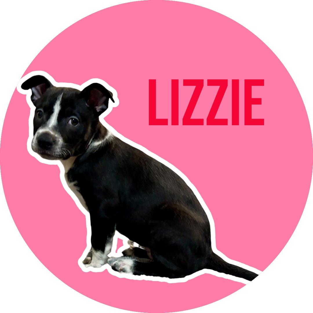 Lizzie, Adoptable, Puppy Female Pit Bull Terrier.