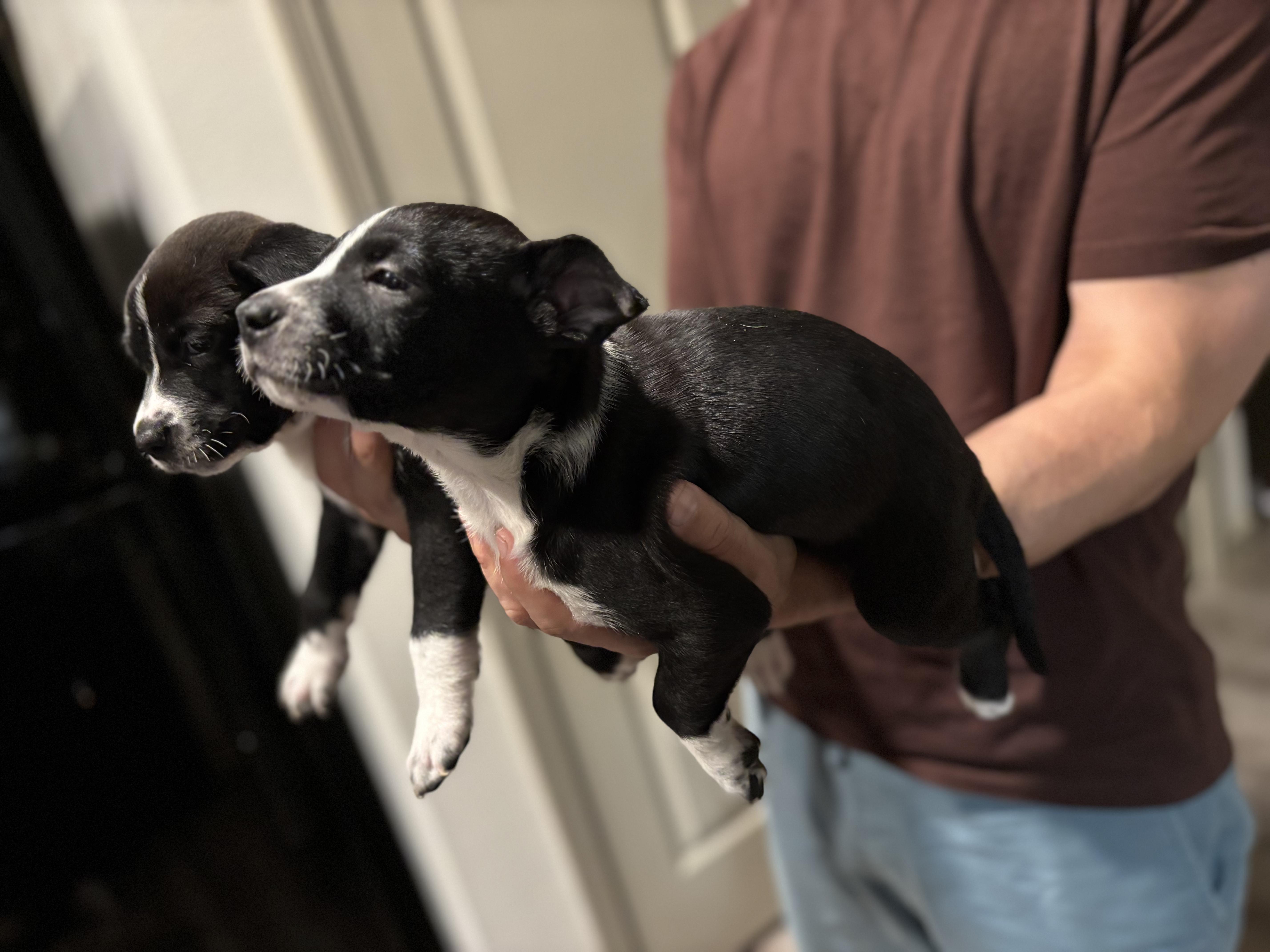 Enlarge Lizzie, a Adoptable mixed breed in Ennis, TX image 2/6