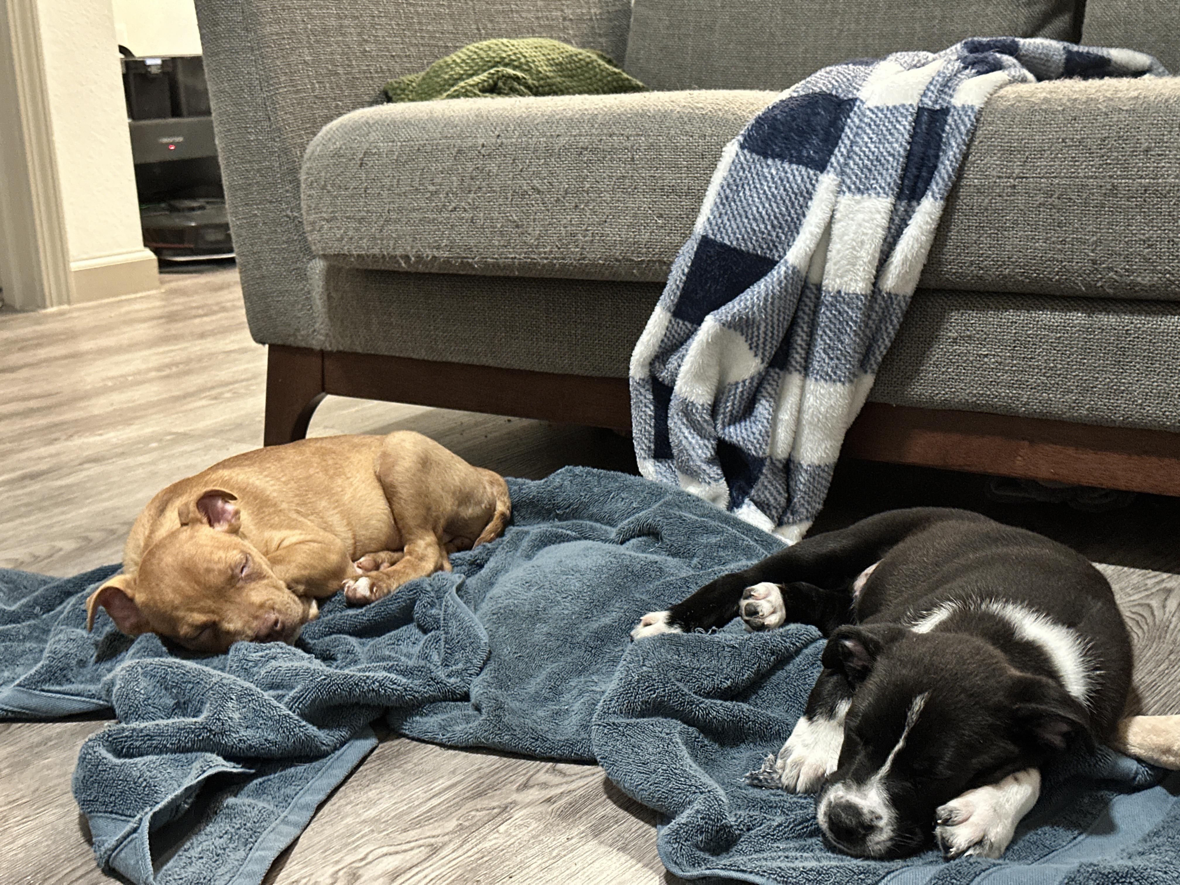 Enlarge Lizzie, a Adoptable mixed breed in Ennis, TX image 4/6