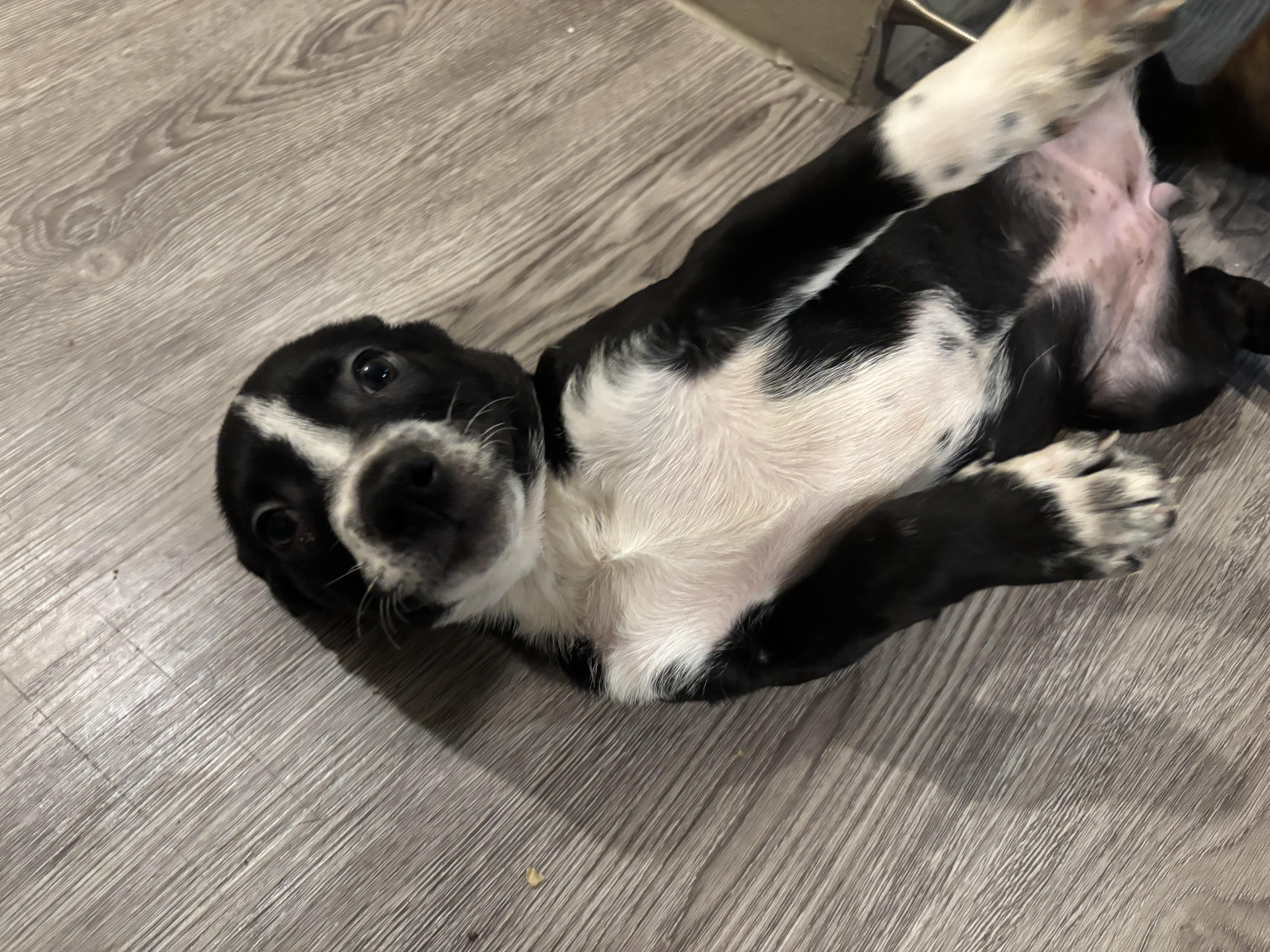 Enlarge Lizzie, a Adoptable mixed breed in Ennis, TX image 5/6