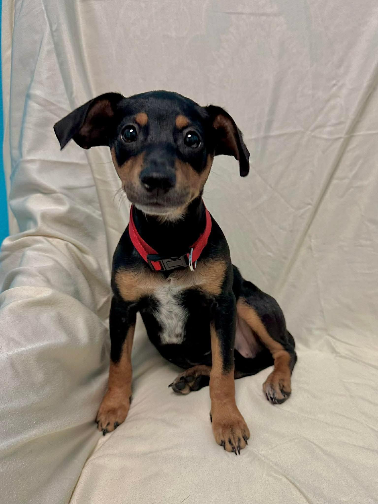 Belle, Adoptable, Puppy Female Cattle Dog.