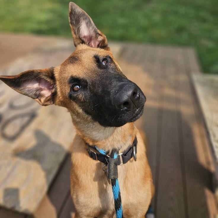 Gizmo
