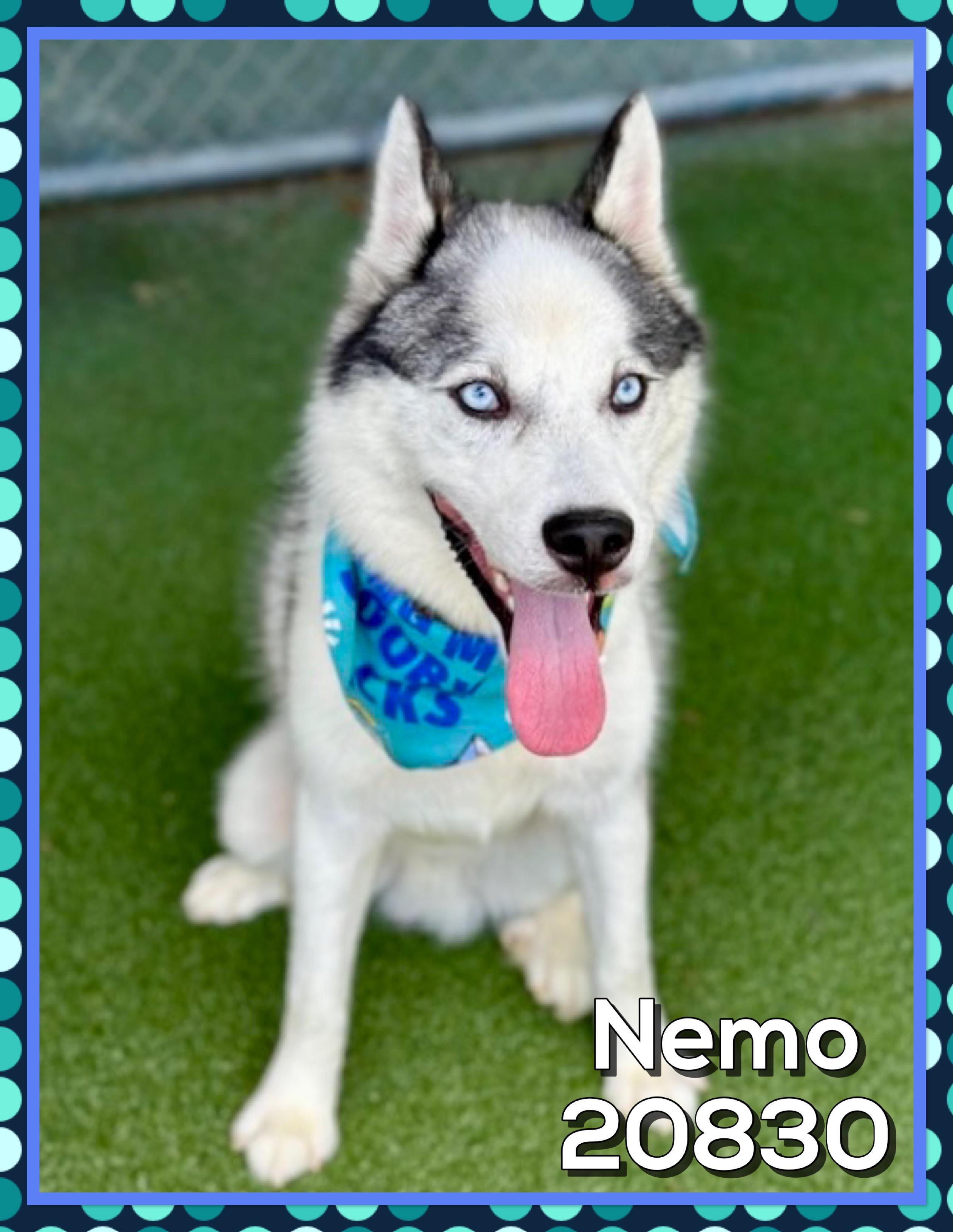 NEMO, a ADOPTABLE mixed breed in Marietta, GA image 2/5