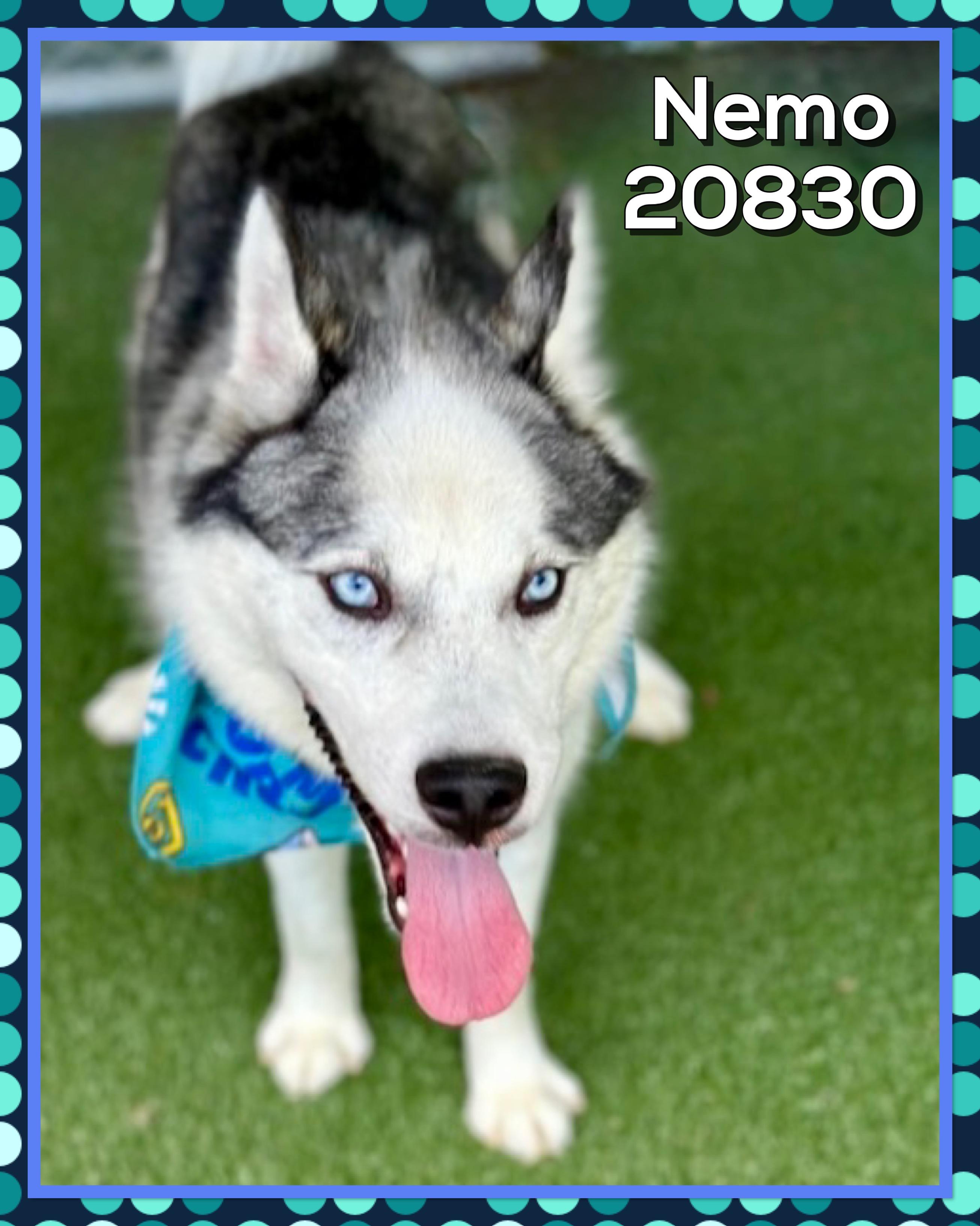 NEMO, a ADOPTABLE mixed breed in Marietta, GA image 4/5
