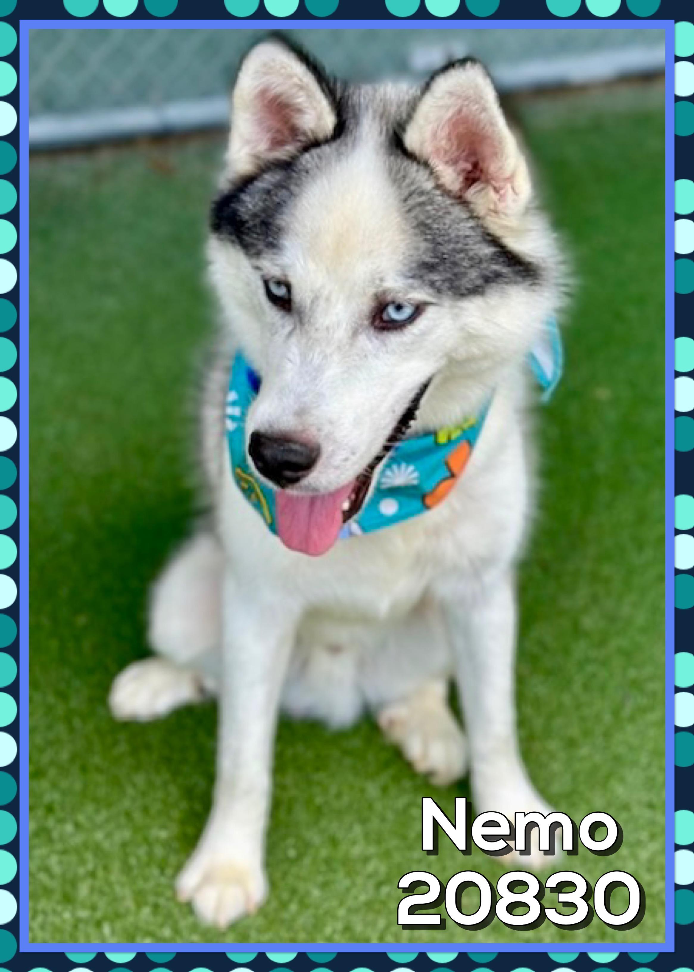 NEMO, a ADOPTABLE mixed breed in Marietta, GA image 3/5
