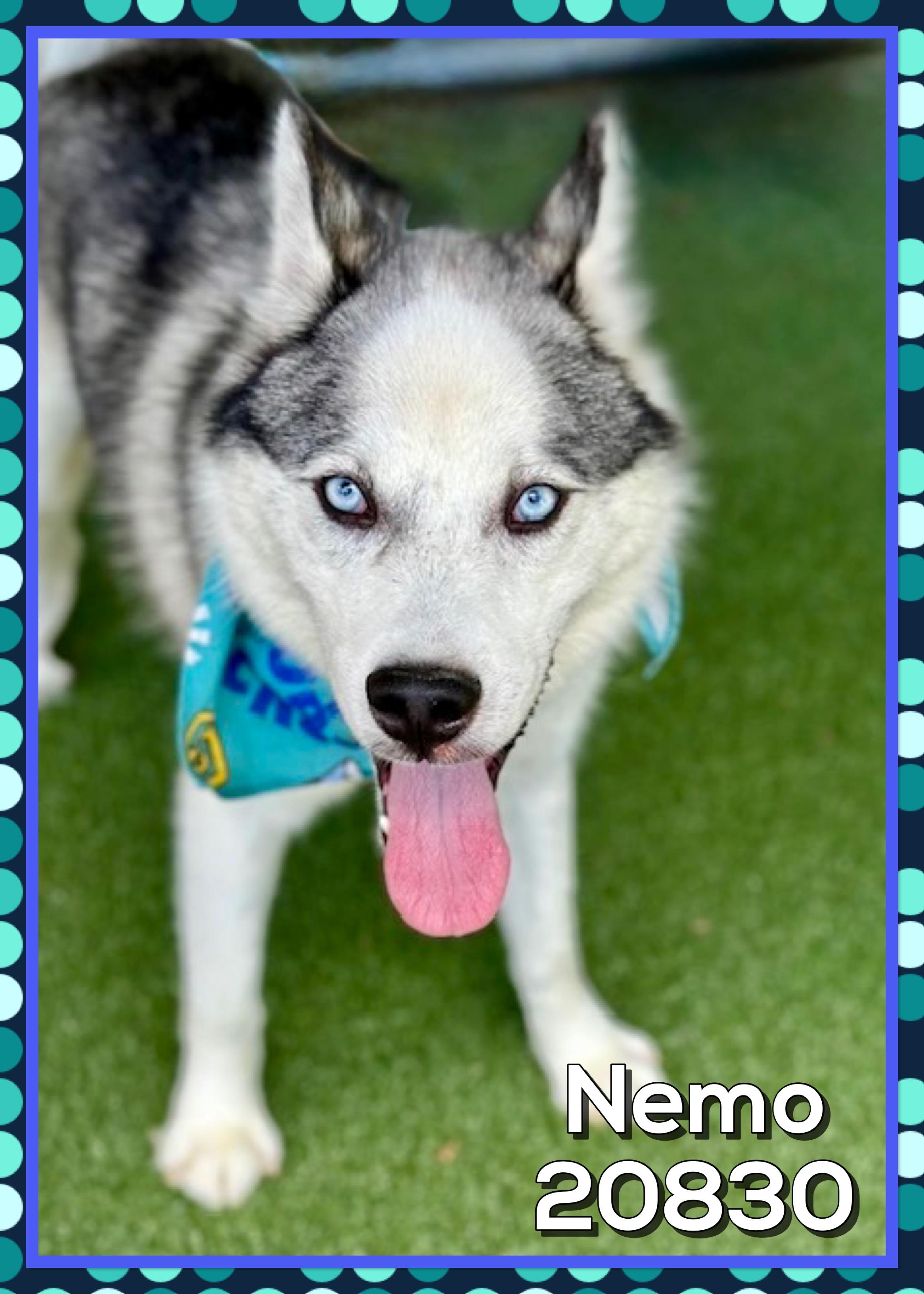 NEMO, ADOPTABLE, Young Male Siberian Husky & Pomsky.