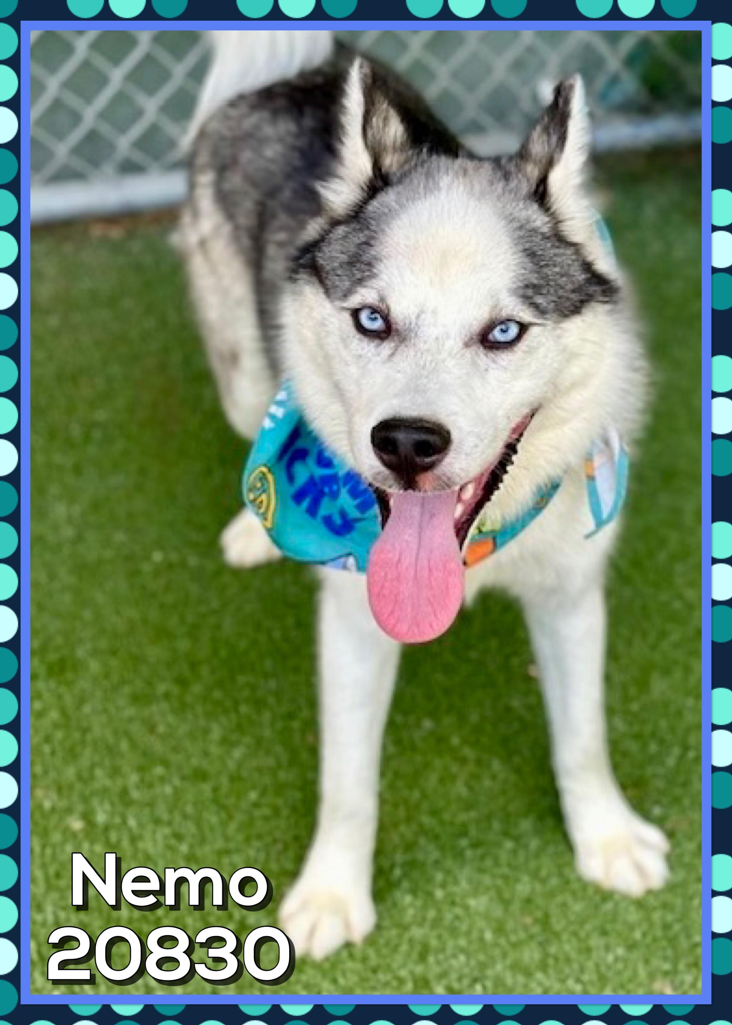 NEMO, a ADOPTABLE mixed breed in Marietta, GA image 5/5