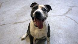 Strut **Courtesy Post. Out of town pet. See below for details**