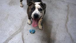 Strut **Courtesy Post. Out of town pet. See below for details**