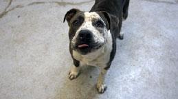 Strut **Courtesy Post. Out of town pet. See below for details**