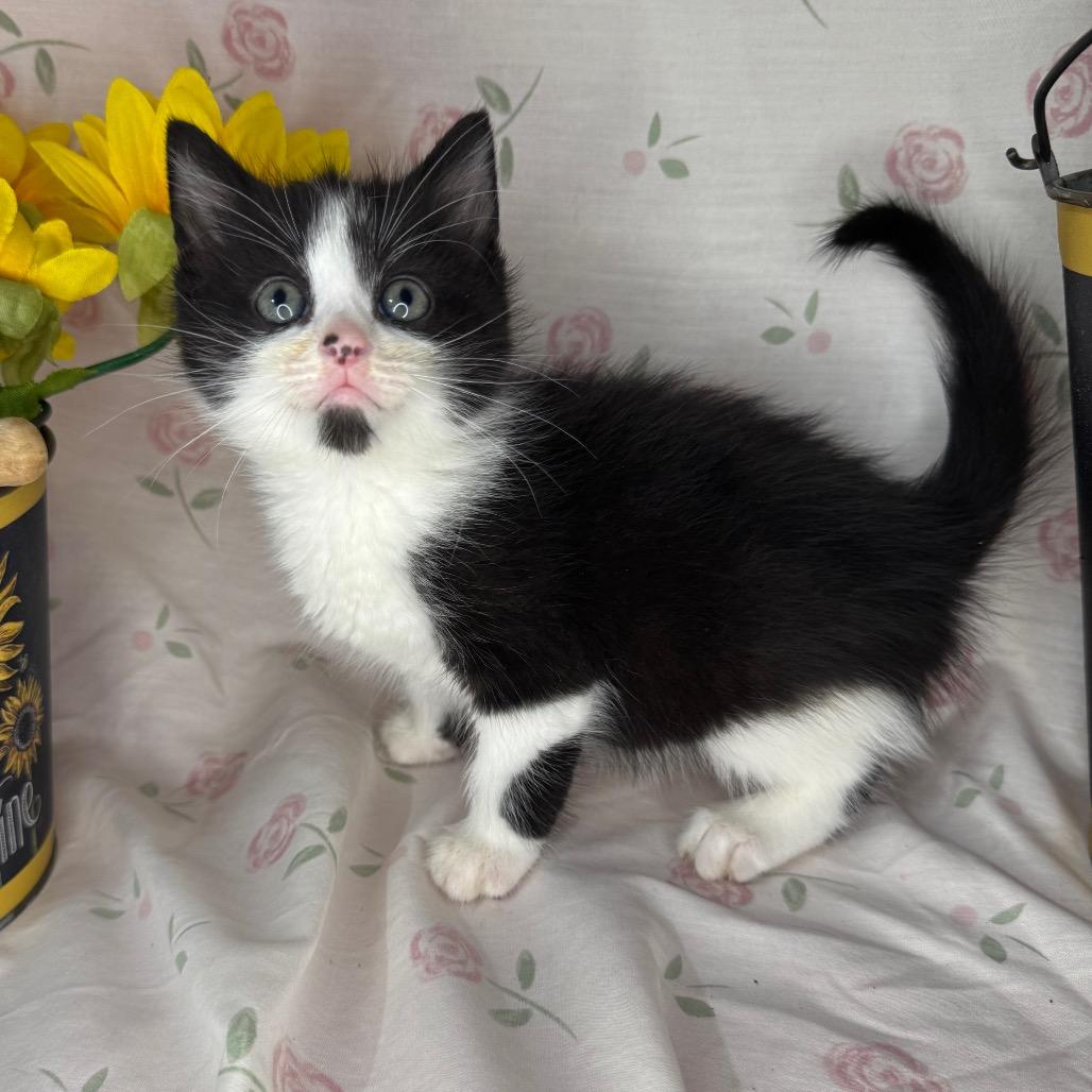 Troy, Adoptable, Kitten Male American Shorthair & Domestic Short Hair.