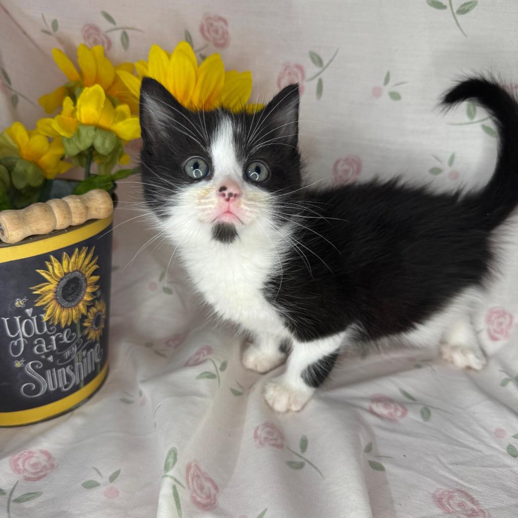 Troy, a Adoptable mixed breed in Mount Vernon, IL image 2/6