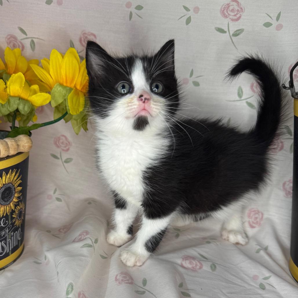Troy, a Adoptable mixed breed in Mount Vernon, IL image 3/6