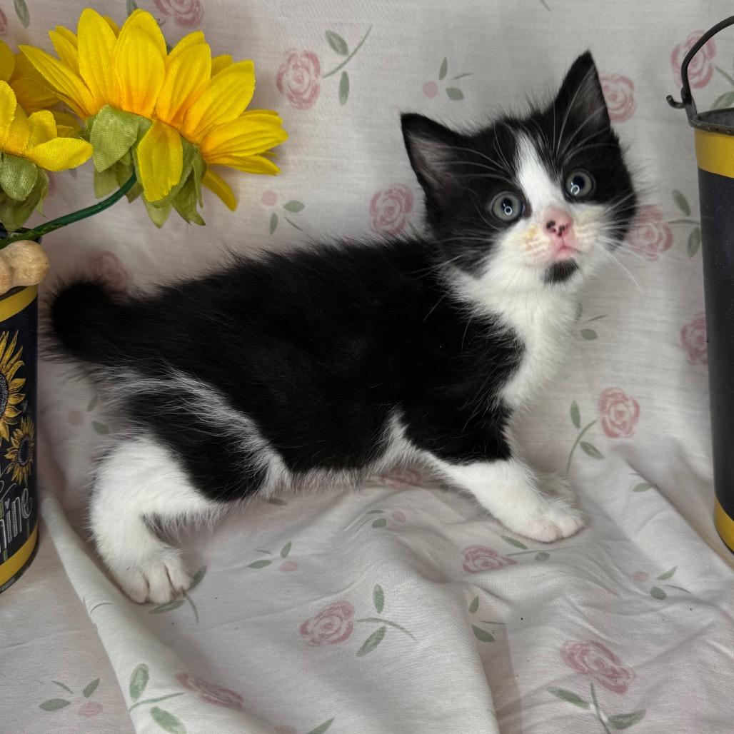 Troy, a Adoptable mixed breed in Mount Vernon, IL image 4/6