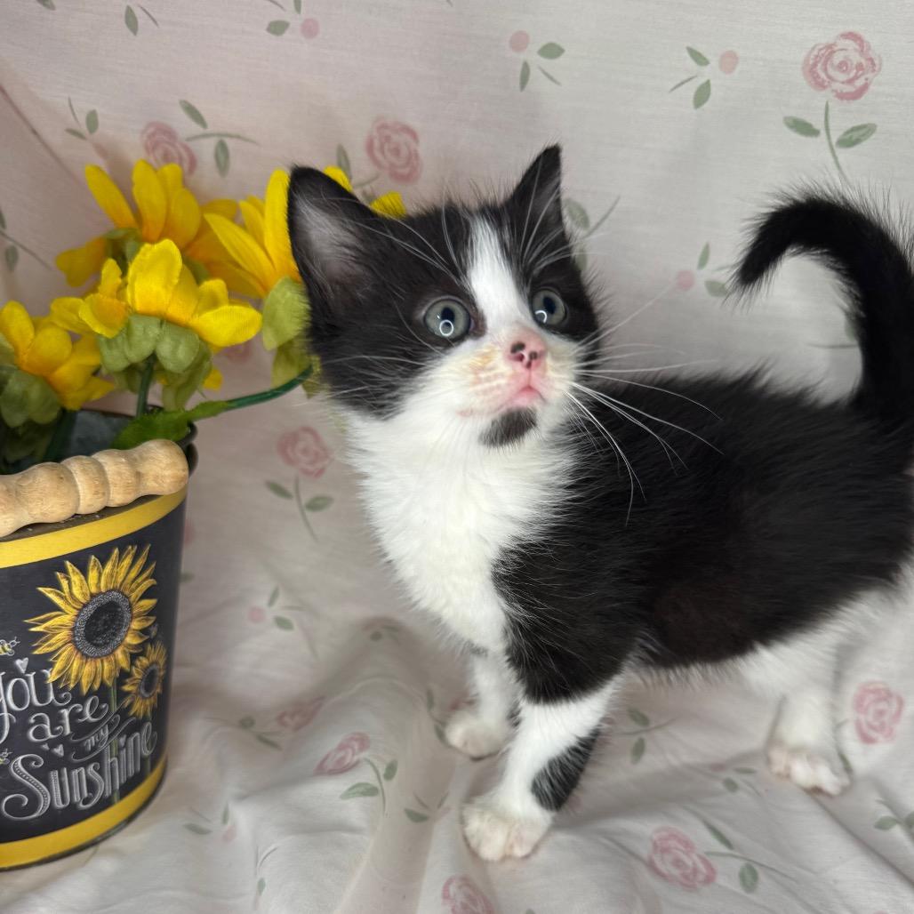 Troy, a Adoptable mixed breed in Mount Vernon, IL image 5/6