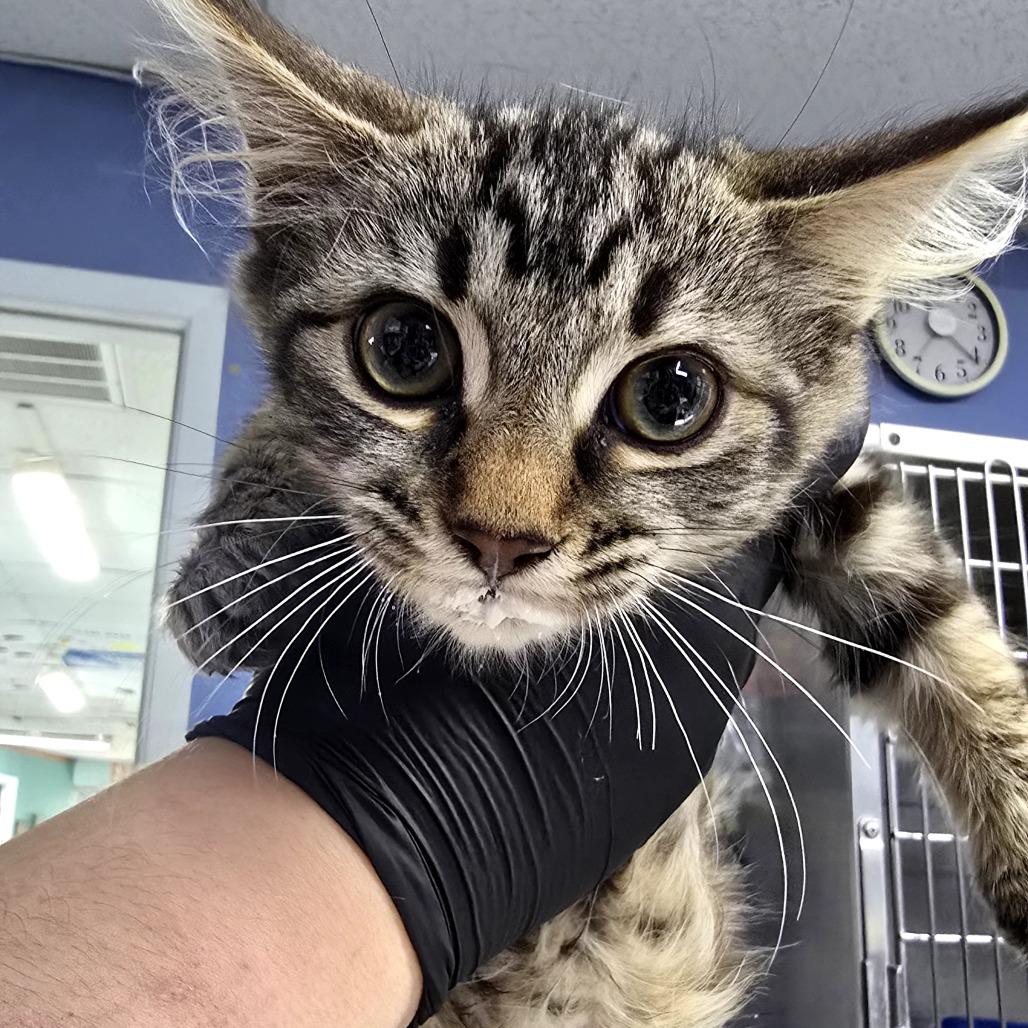 Enlarge Croissant, a Adoptable Domestic Long Hair in Franklin, NC image 1/3