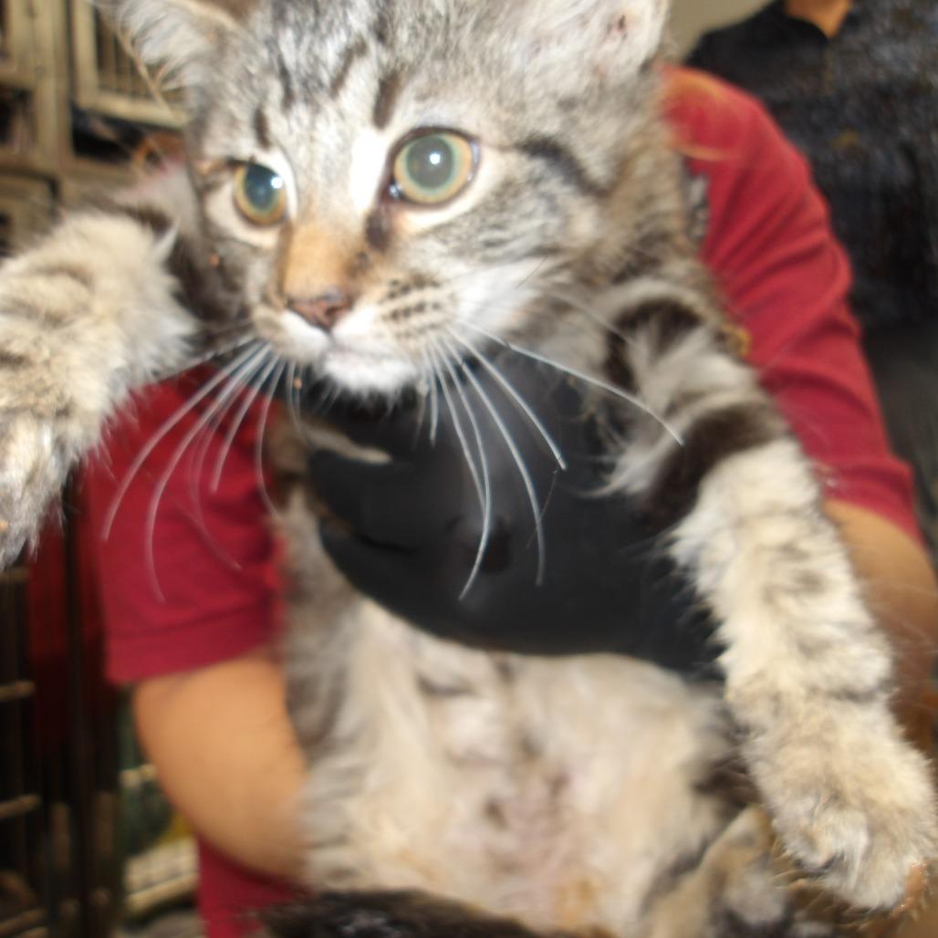 Enlarge Croissant, a Adoptable Domestic Long Hair in Franklin, NC image 2/3