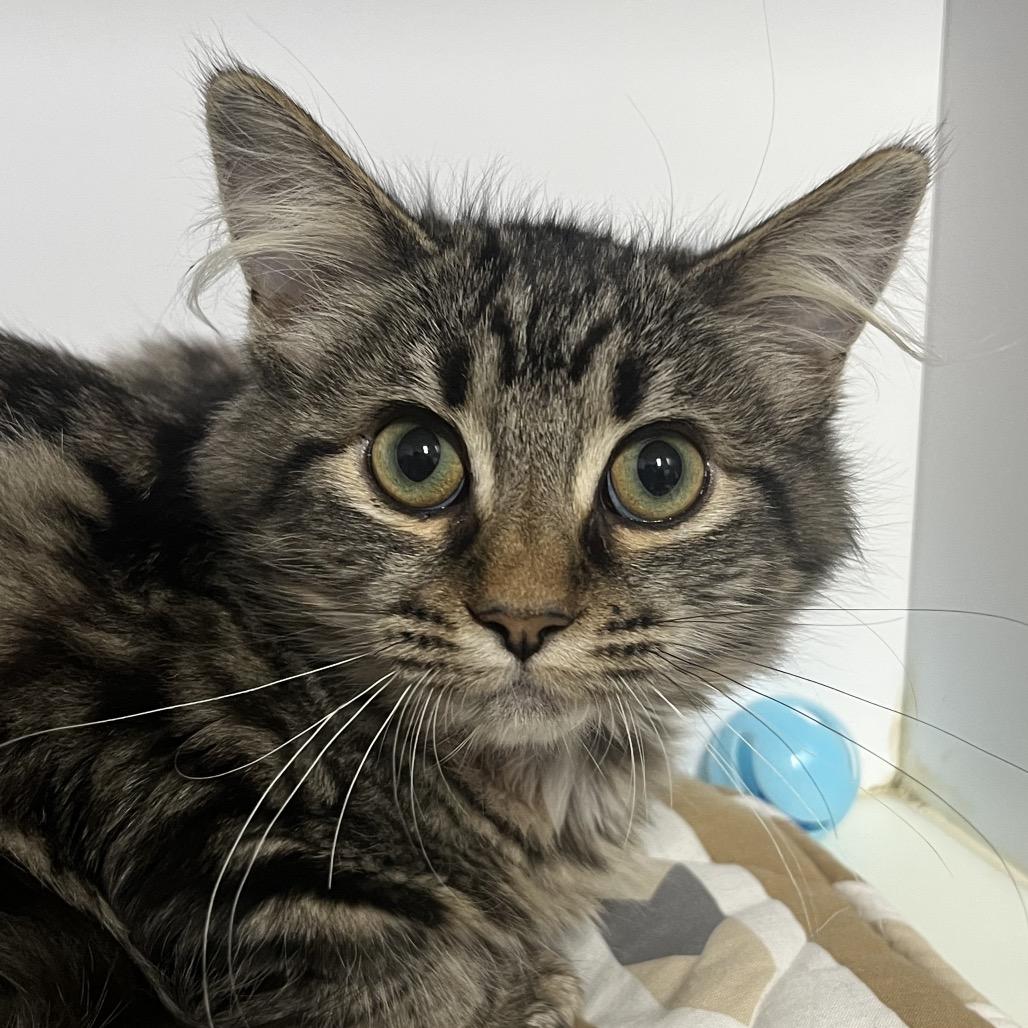 Enlarge Croissant, a Adoptable Domestic Long Hair in Franklin, NC image 3/3