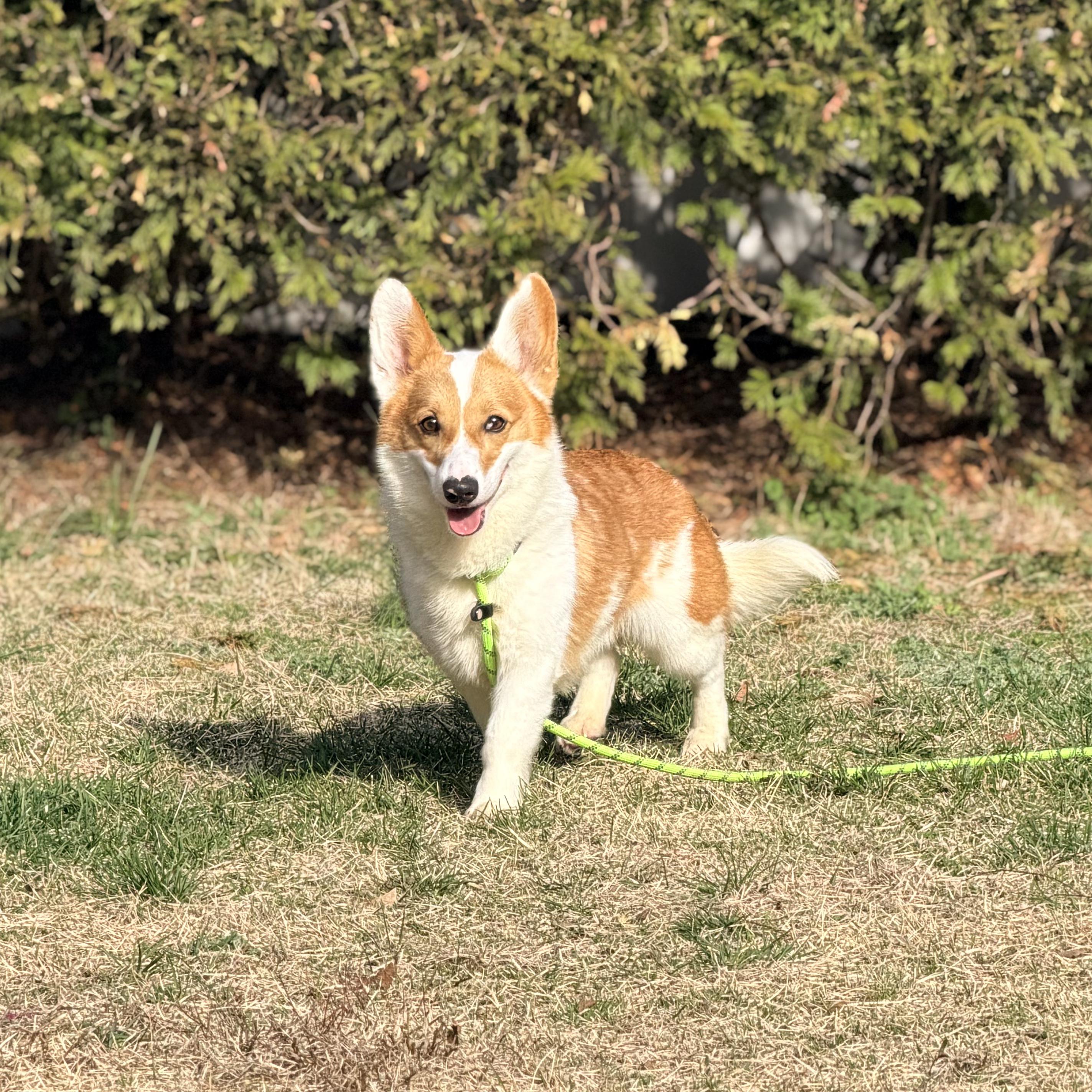 Enlarge Captain, an adopted Corgi in Wayne, NJ image 6/6