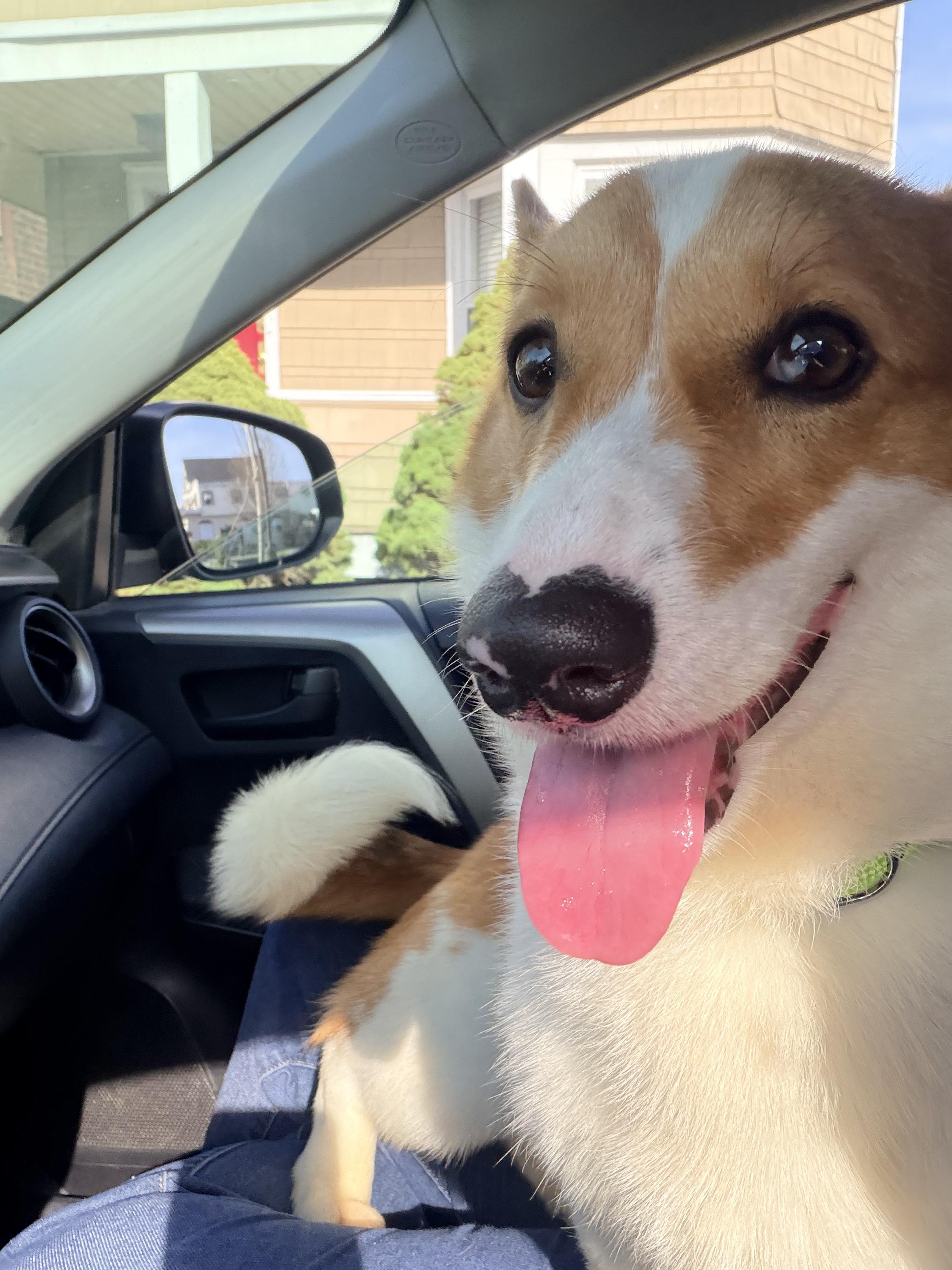 Enlarge Captain, an adopted Corgi in Wayne, NJ image 4/6