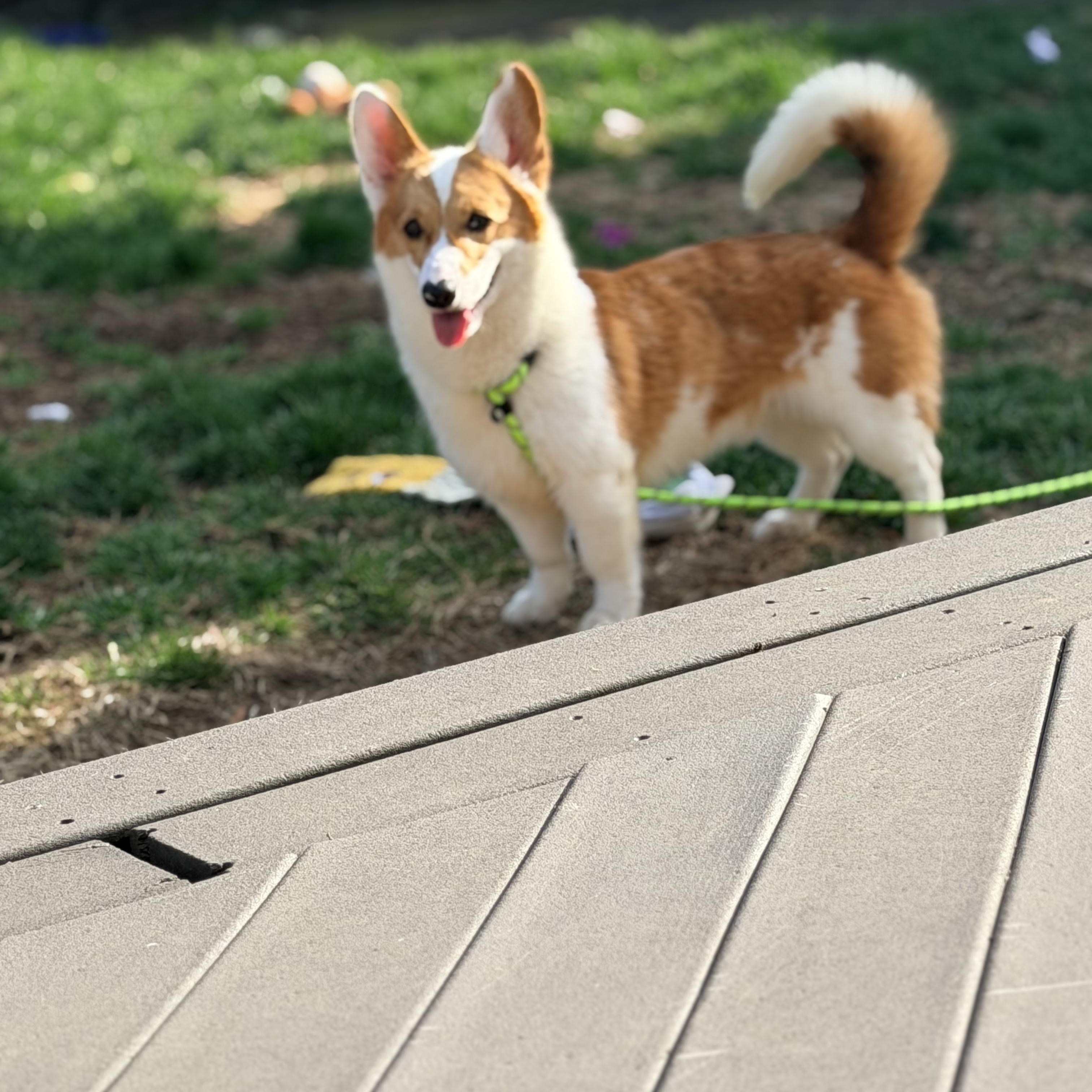 Enlarge Captain, an adopted Corgi in Wayne, NJ image 5/6