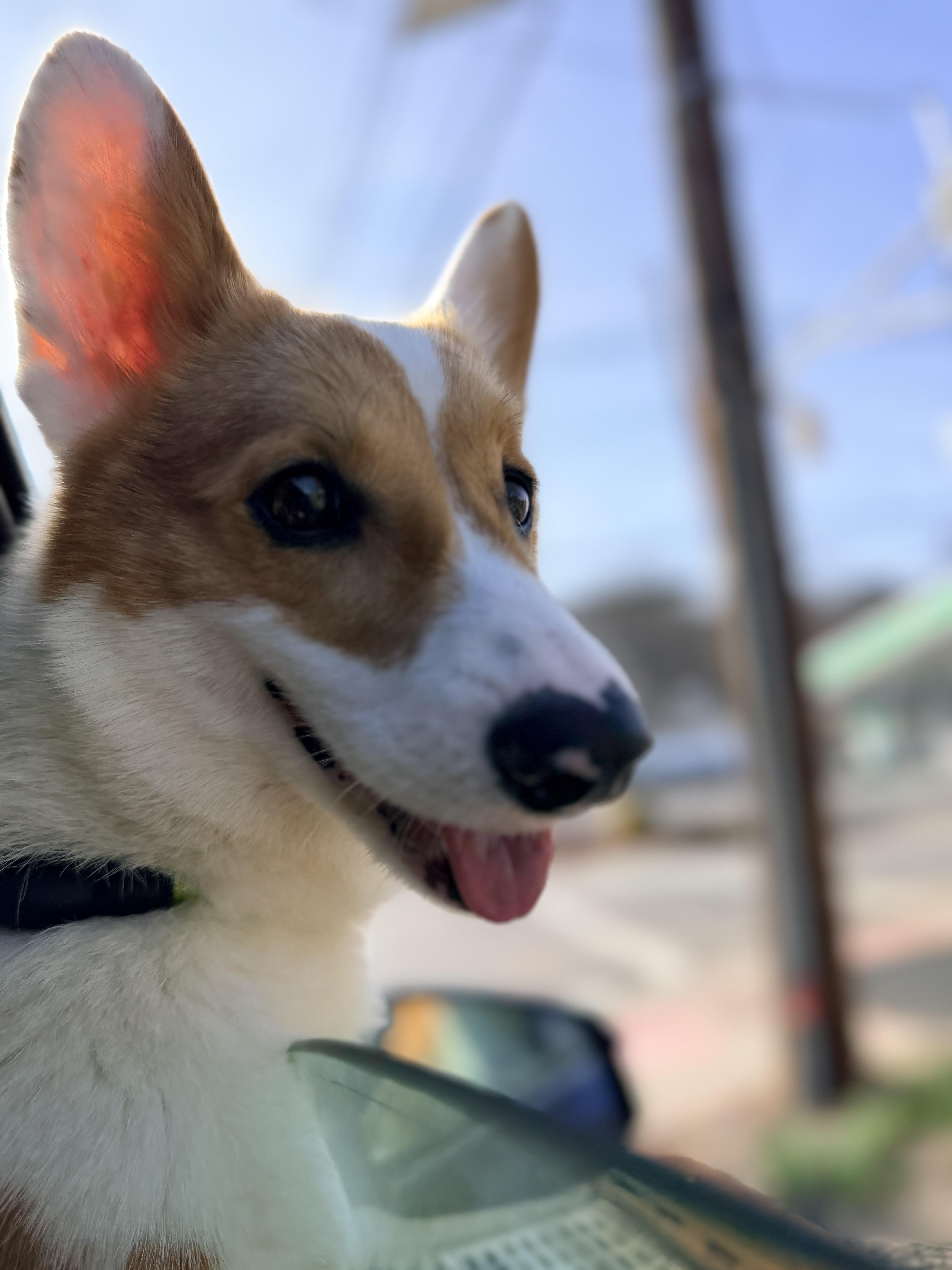 Enlarge Captain, an adopted Corgi in Wayne, NJ image 2/6