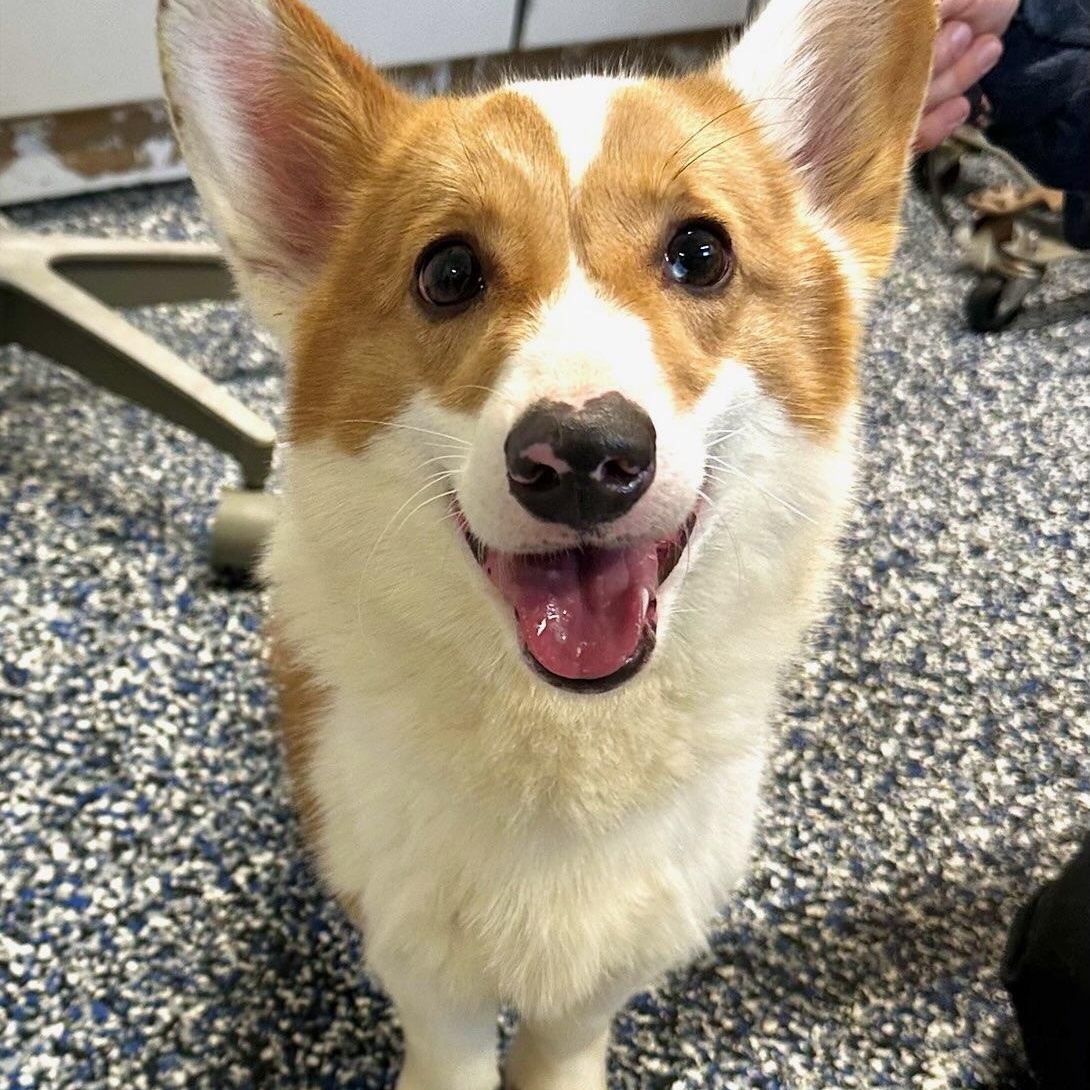 Captain, adopted, Young Male Corgi.