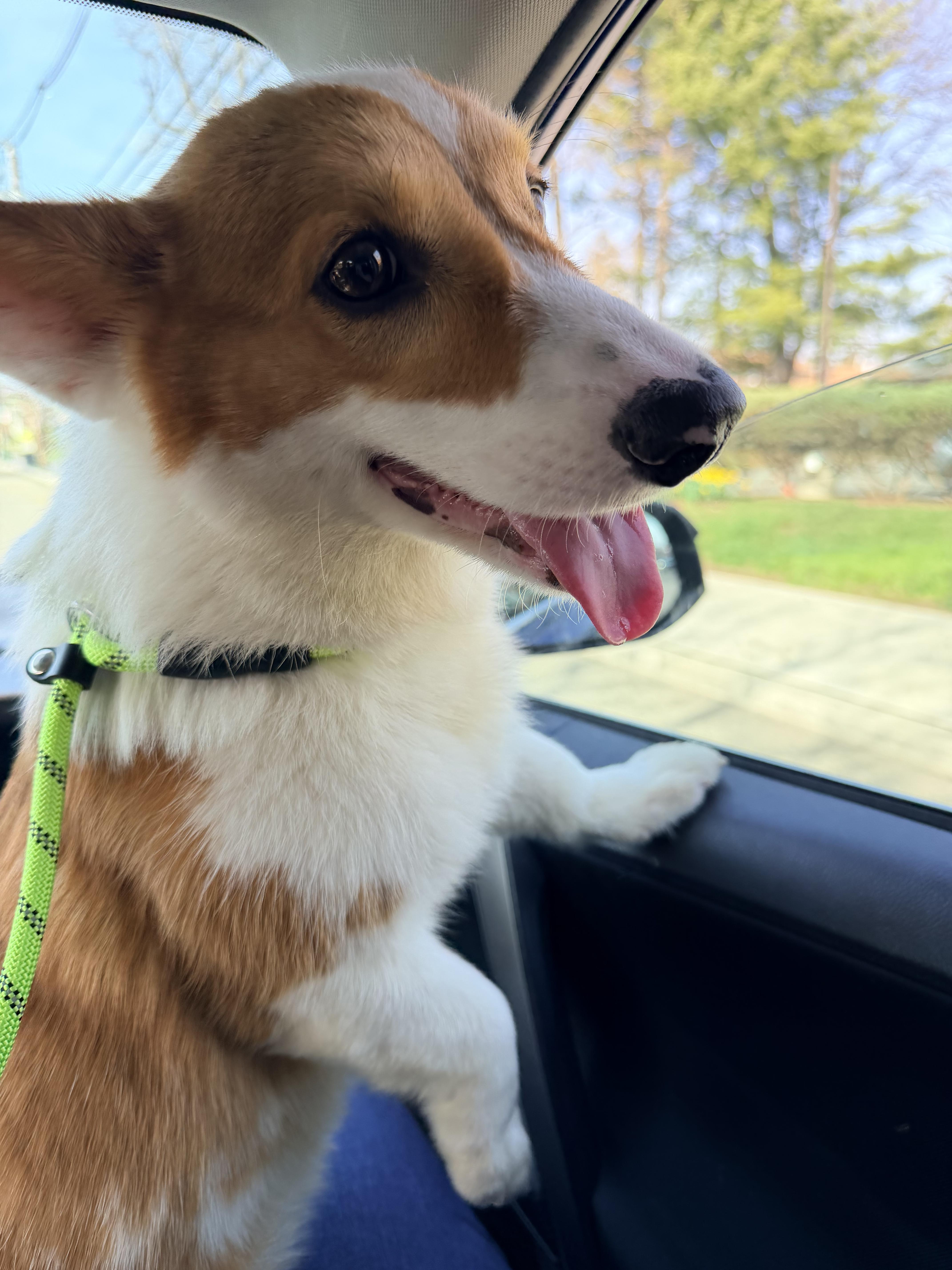 Enlarge Captain, an adopted Corgi in Wayne, NJ image 3/6